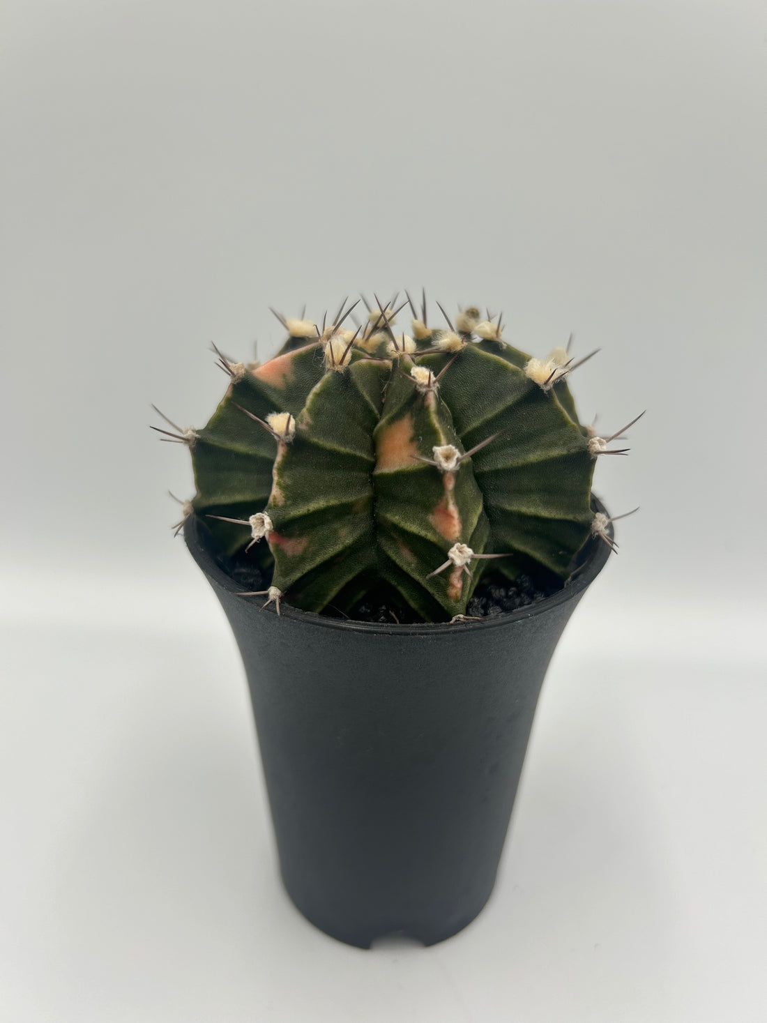 Gymnocalycium Variegata