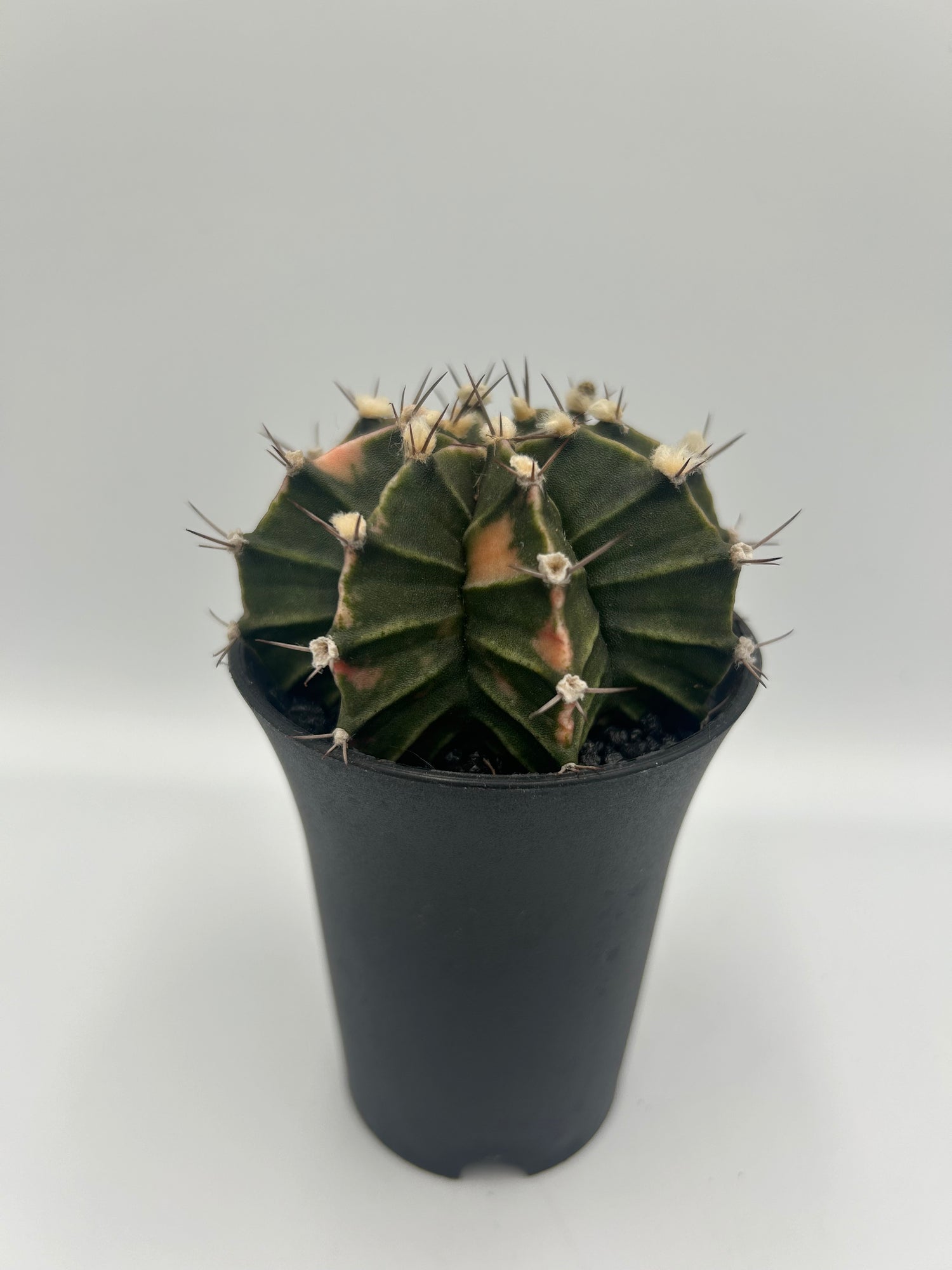 Gymnocalycium Variegata