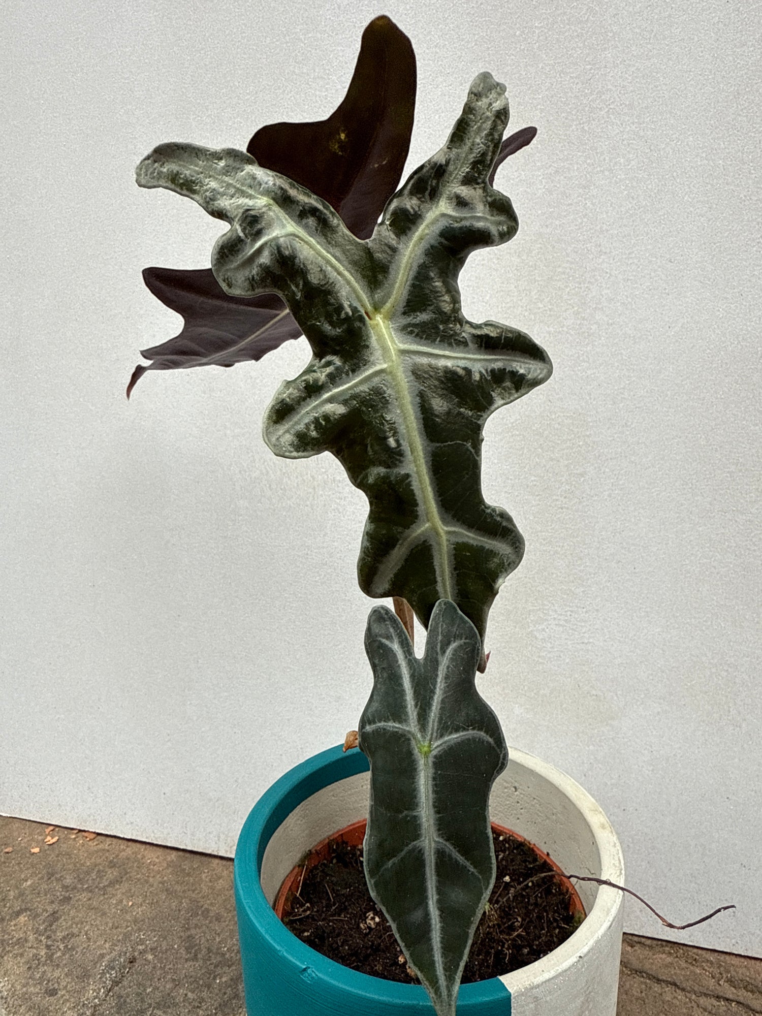 Alocasia Nobilis