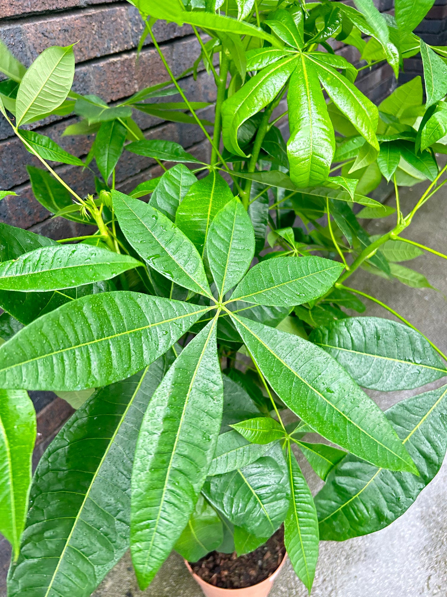 Pachira Aquatica
