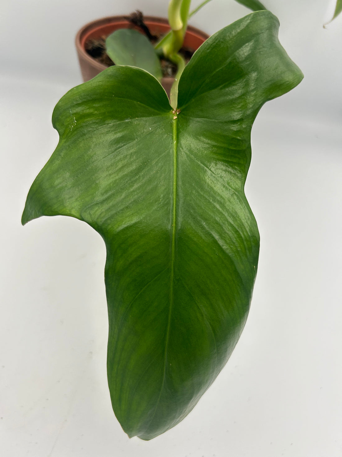 Philodendron Gladhands