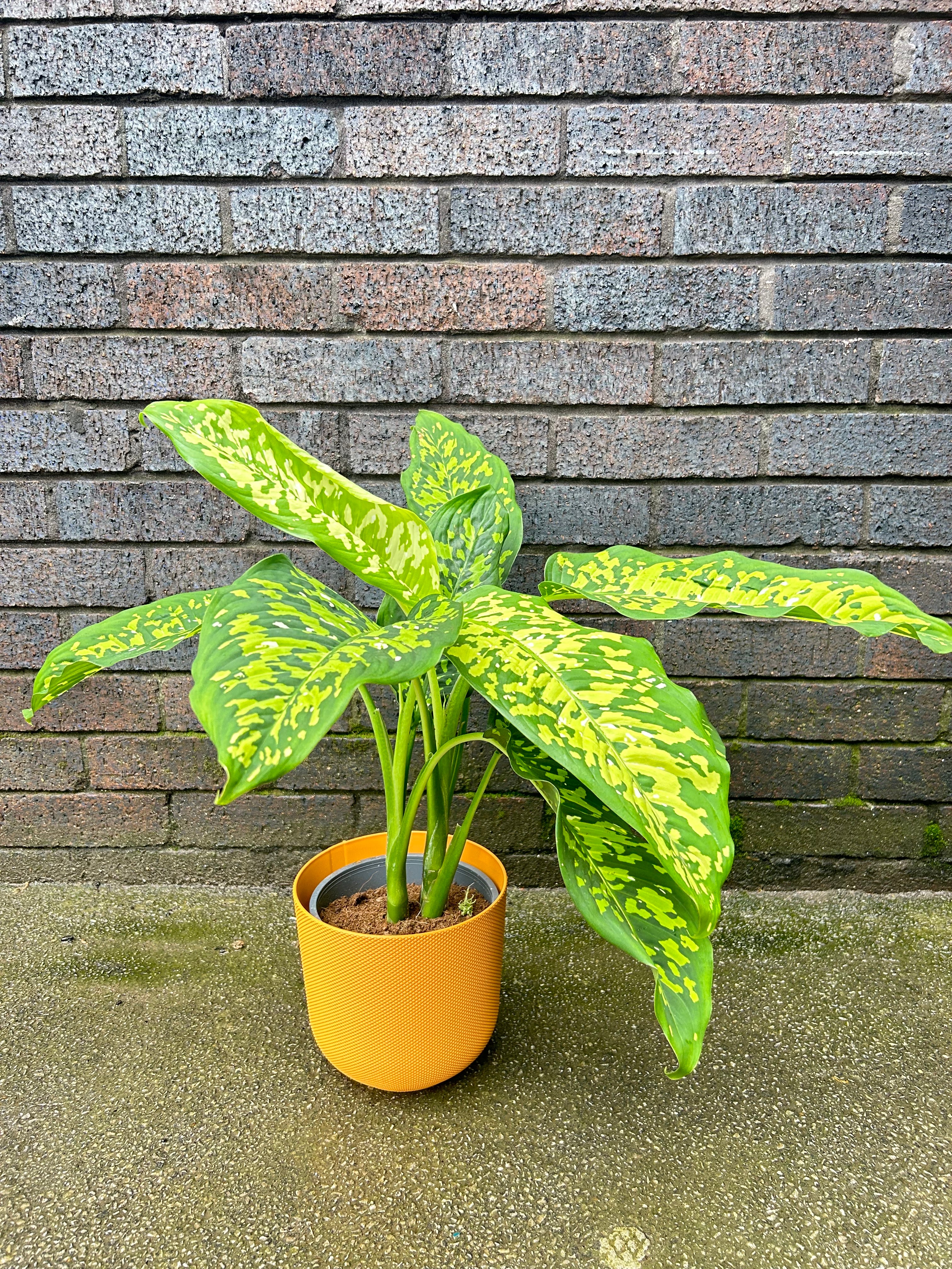 Dieffenbachia Cheetah