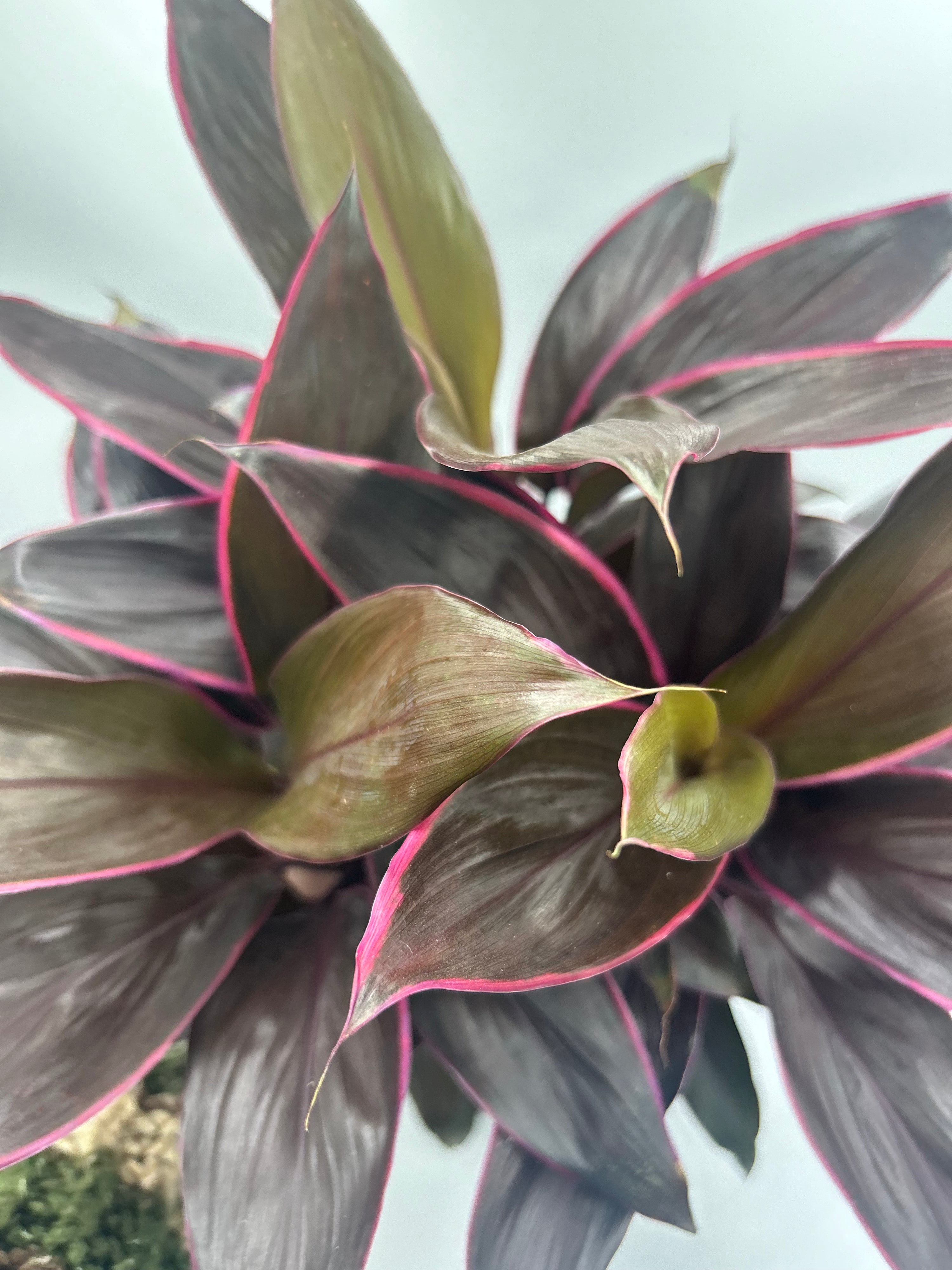 Cordyline Mambo