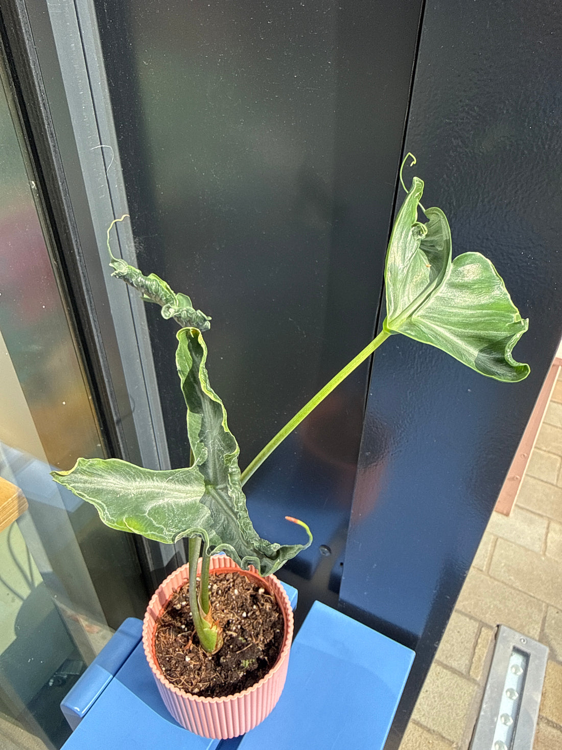 Alocasia Teletubbies