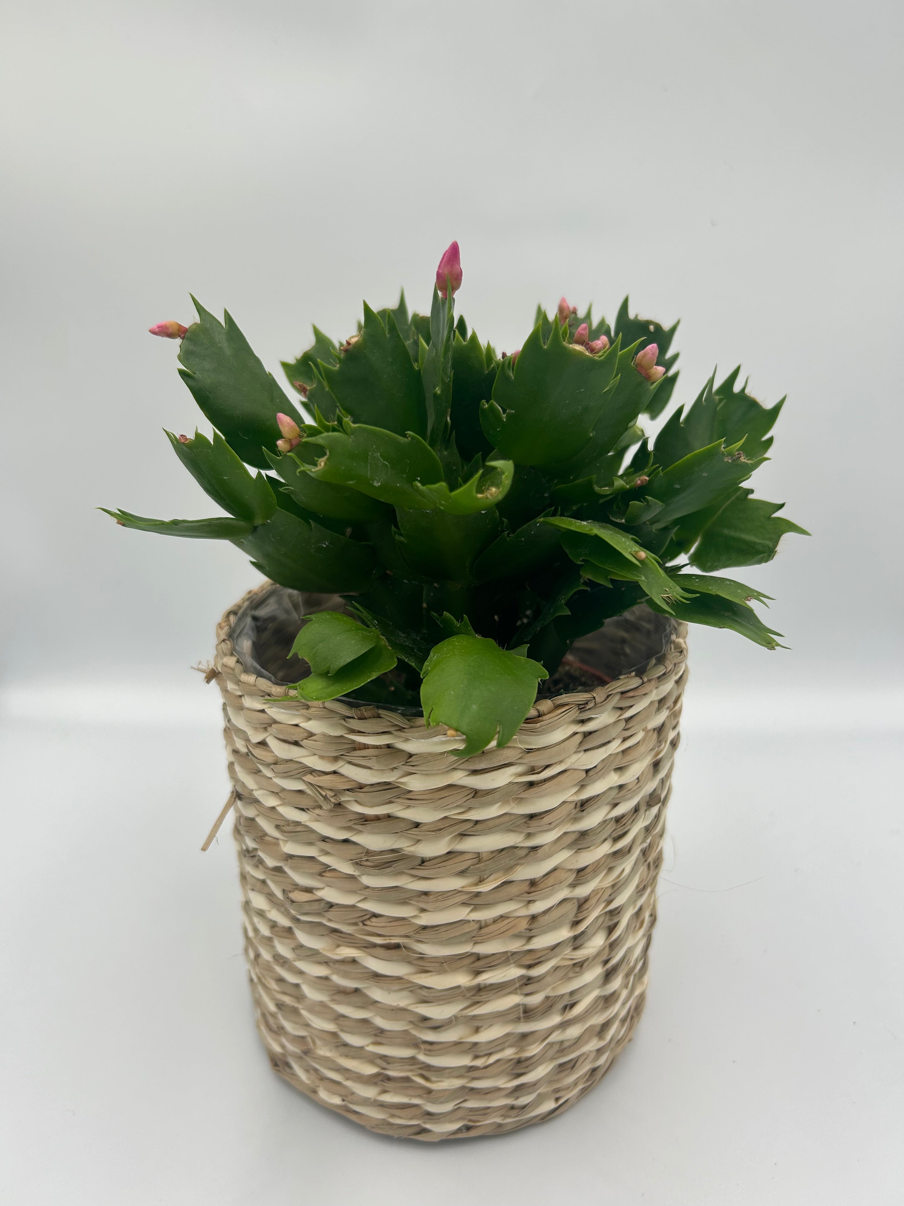 Christmas Cactus
