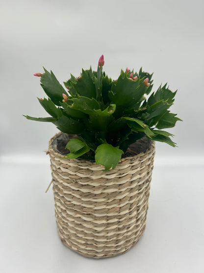 Christmas Cactus