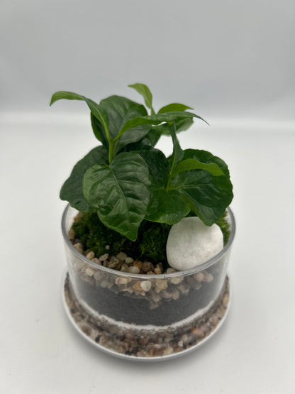 coffee plant terrarium Coffee Plant Dome Terrarium