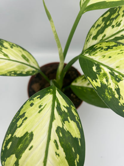 Dieffenbachia Yellow Star (Rare)