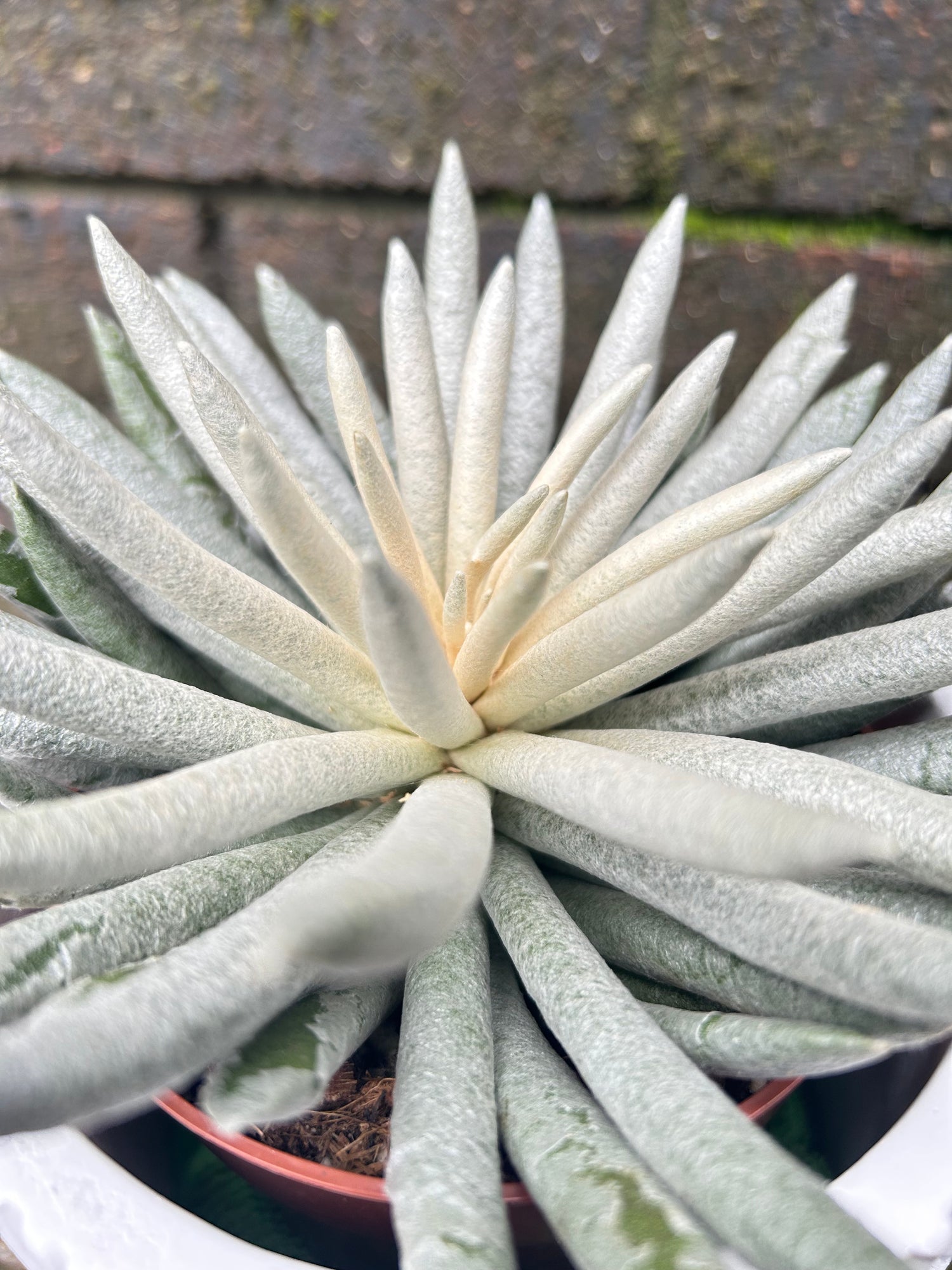 Senecio Scaposus