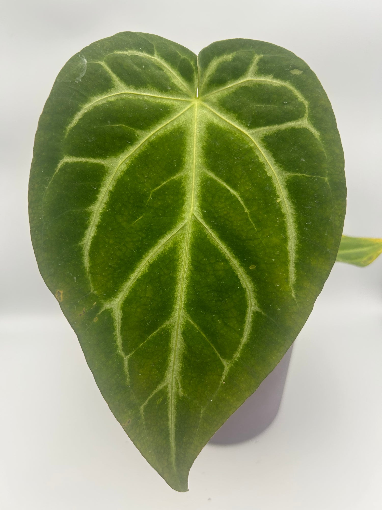 anthurium majestic Anthurium Magnificum – Majestic Velvet-Textured Leaves