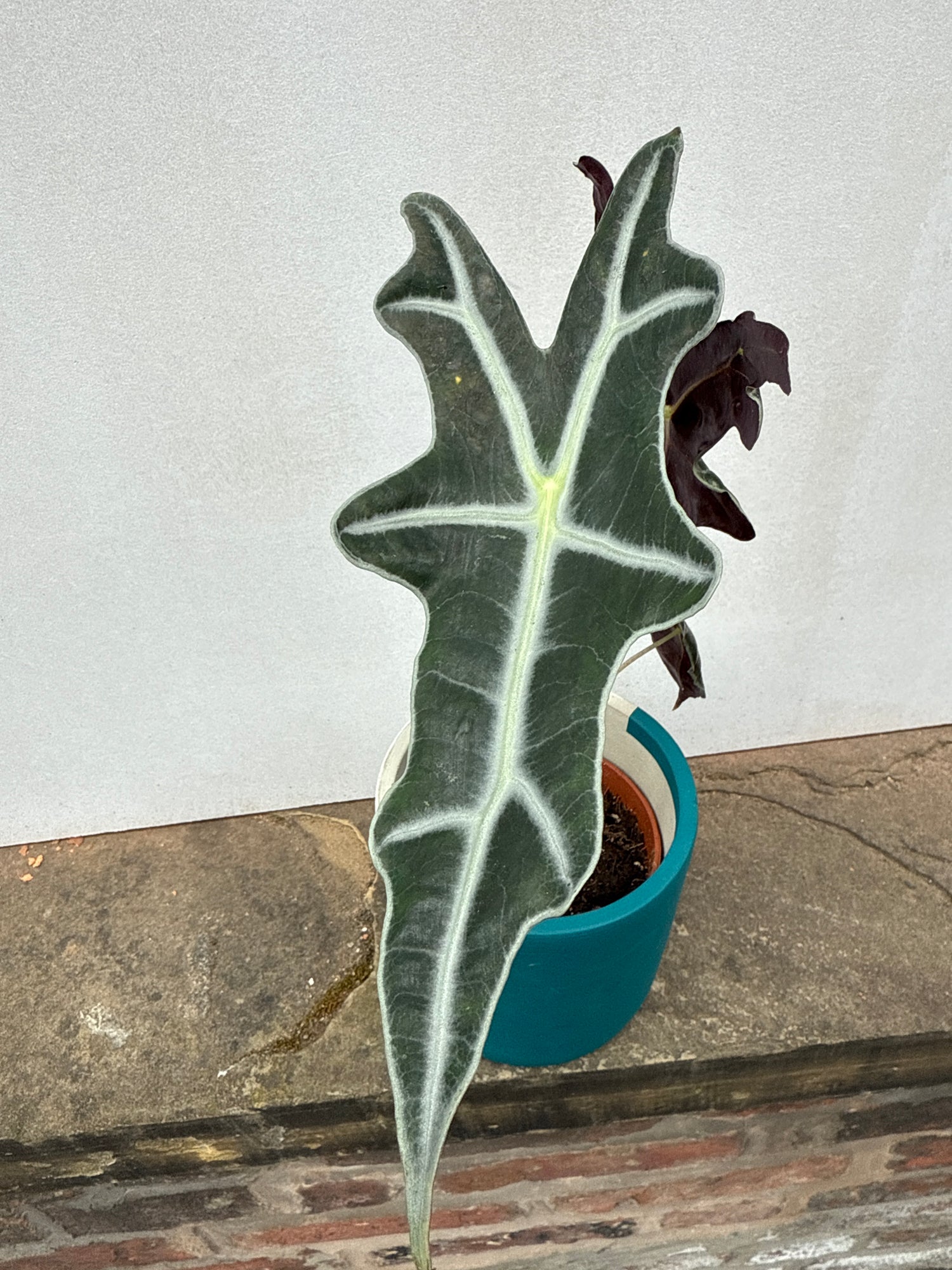 Alocasia Nobilis