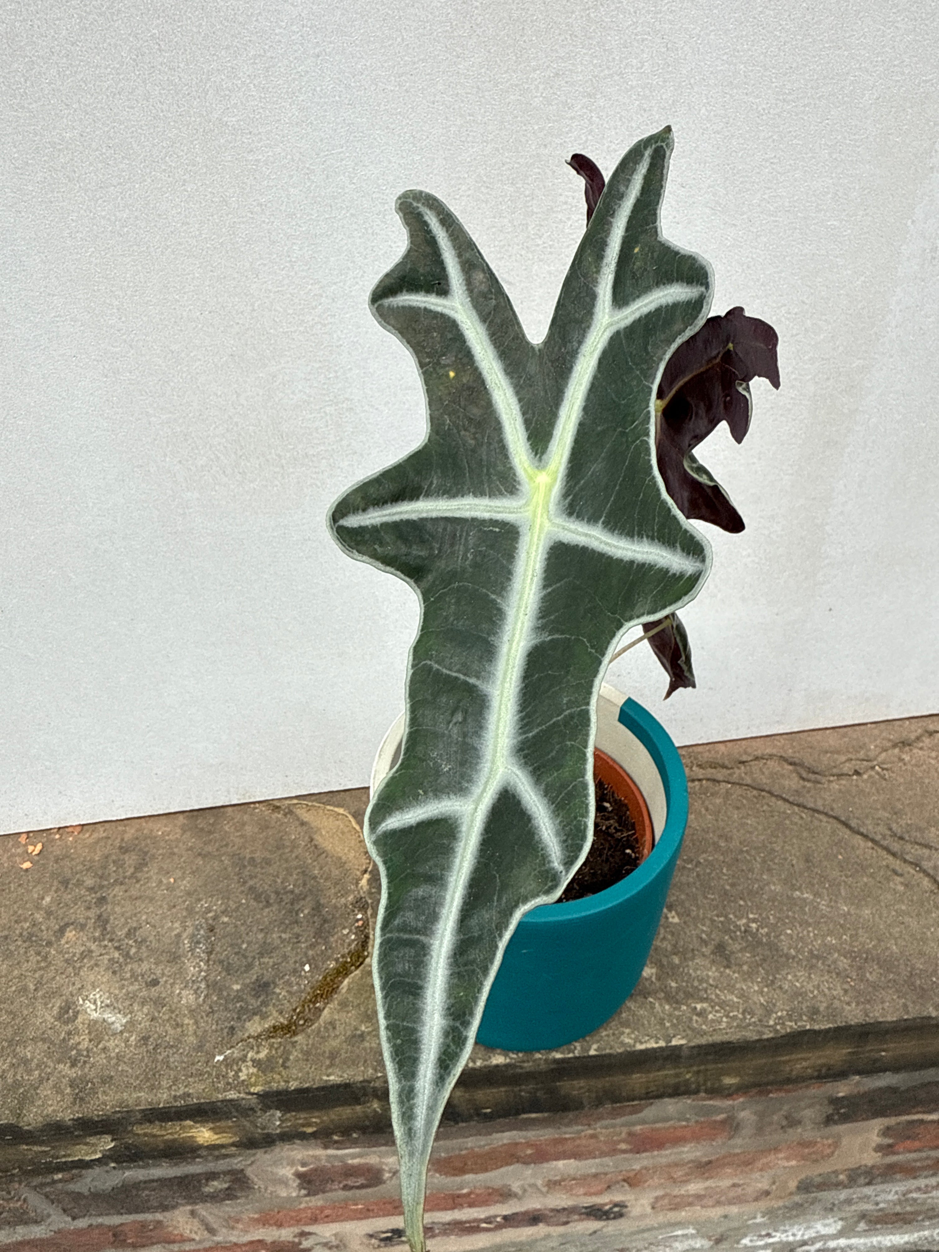 Alocasia Nobilis