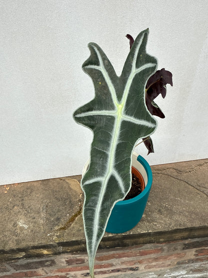 Alocasia Nobilis