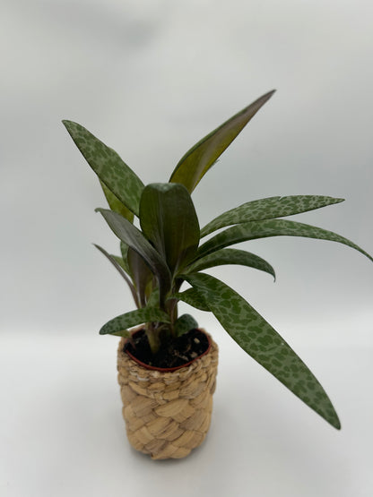 Crassula Falcata Leopard Lily