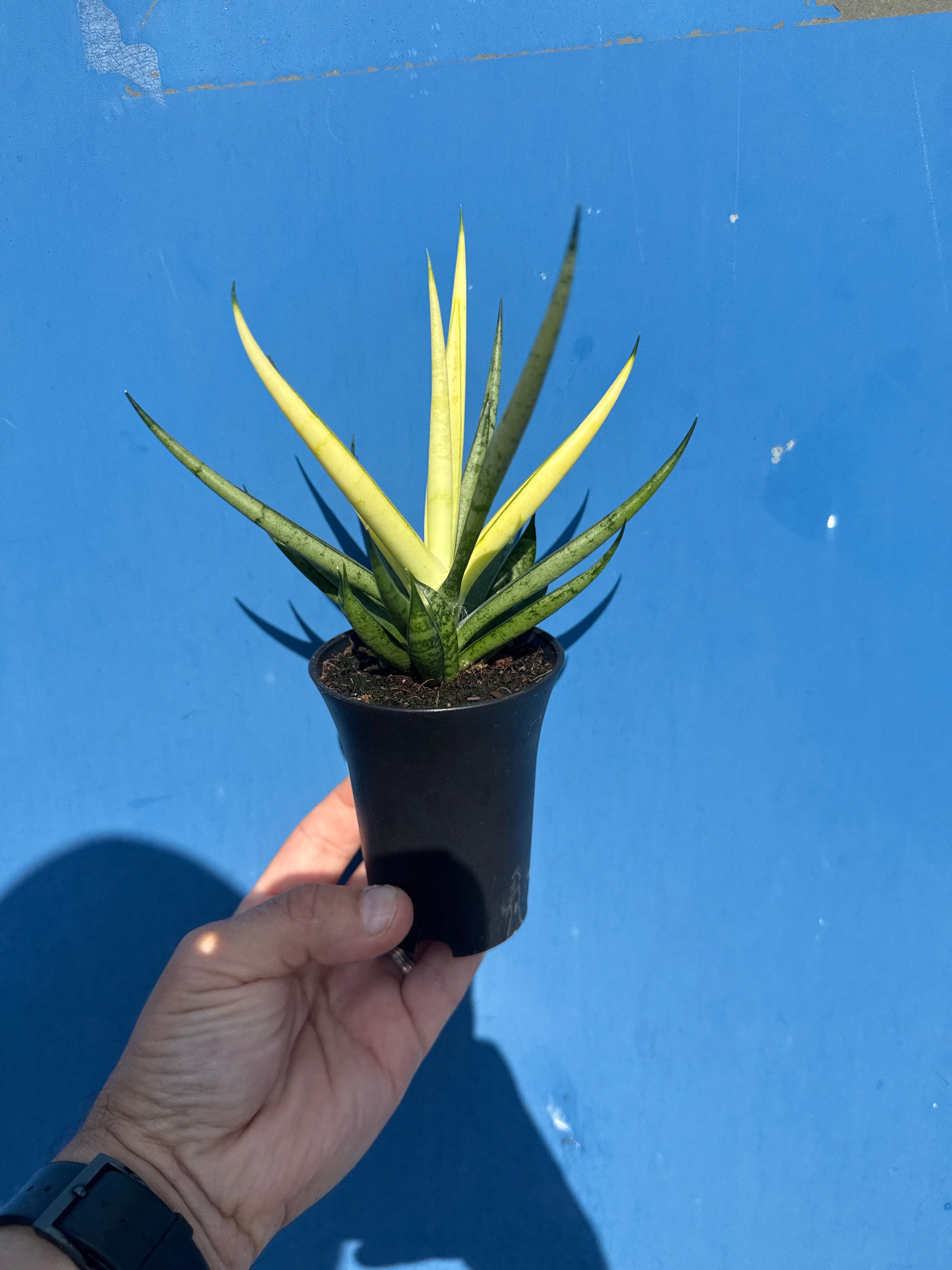 Sansevieria Comet Chrysanta Lemon