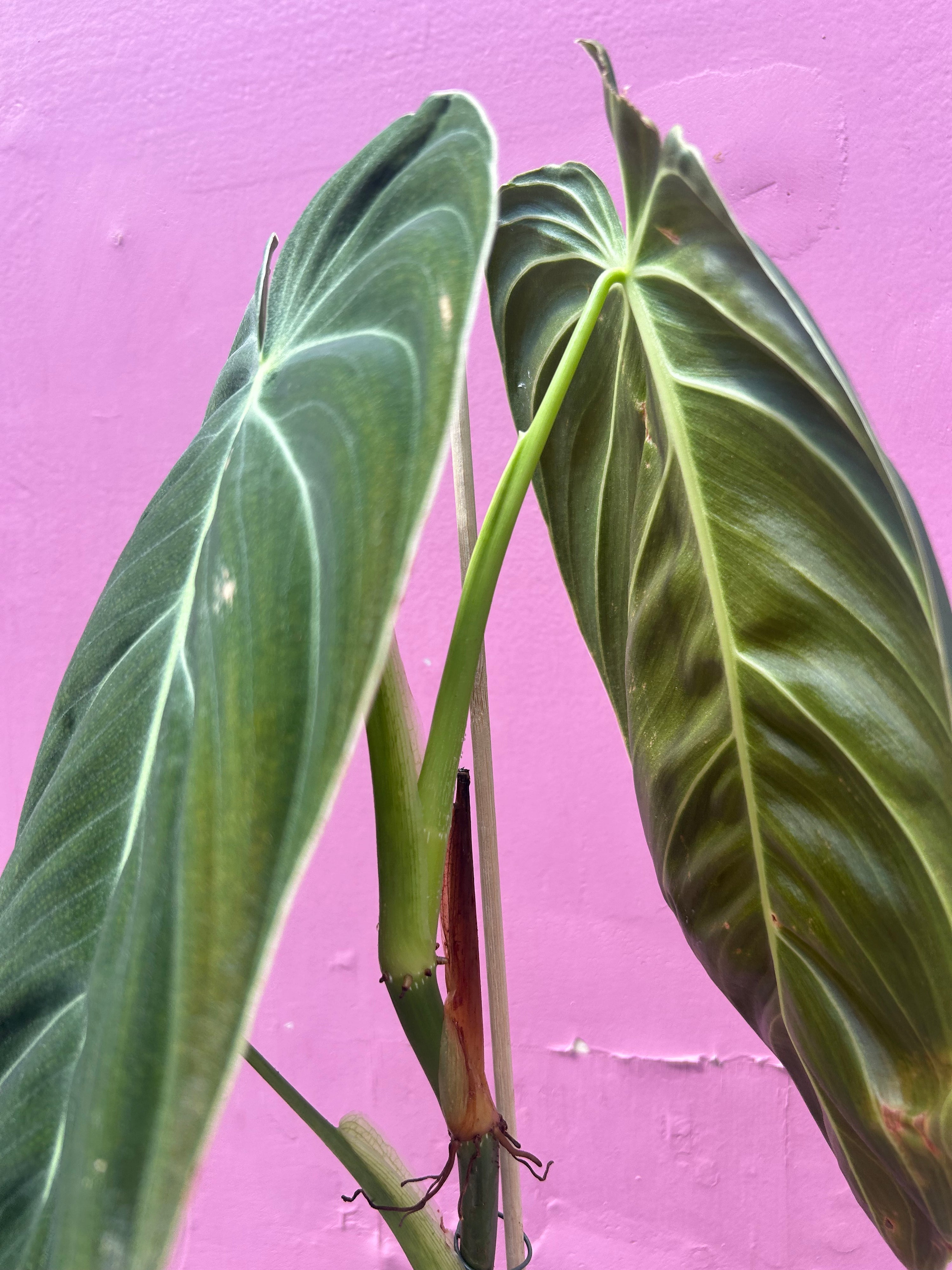 Philodendron Melanochrysum
