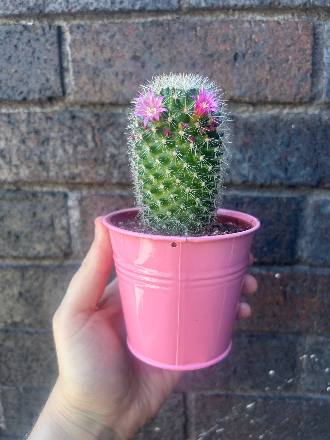 Mammillaria Lucky Dip