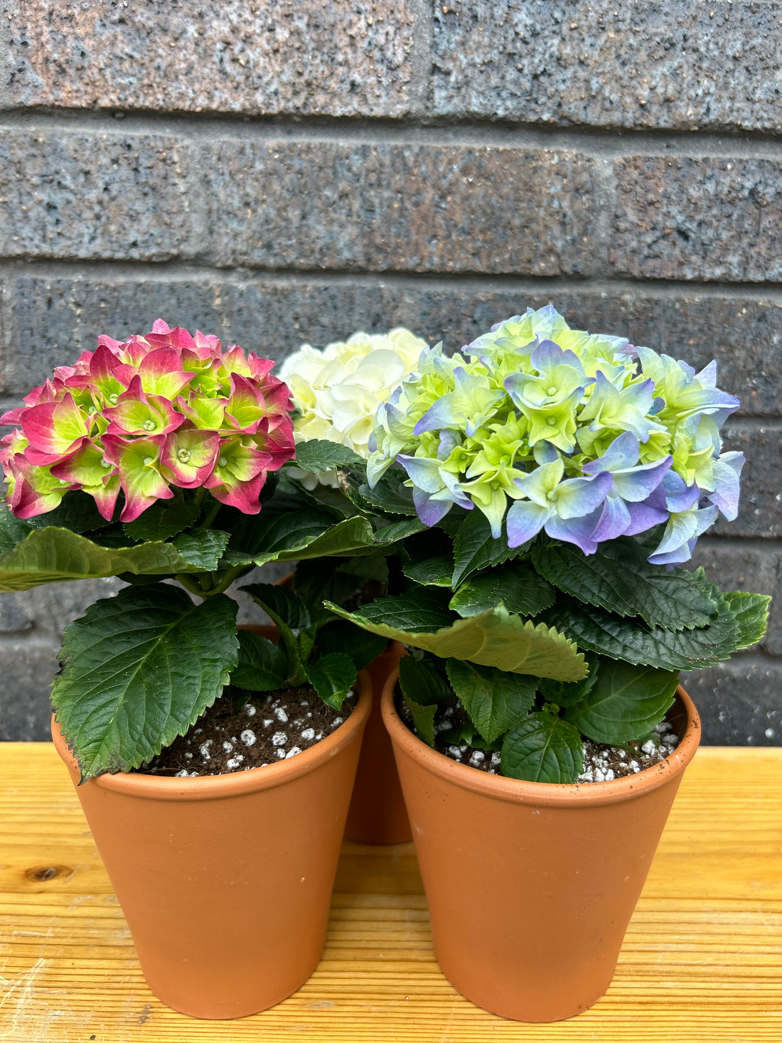 Hydrangea Lucky Dip in Terracotta Pot