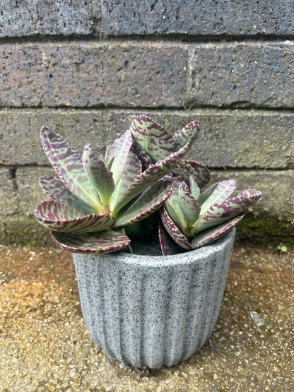 Kalanchoe Wild Flowers Desert Surprise