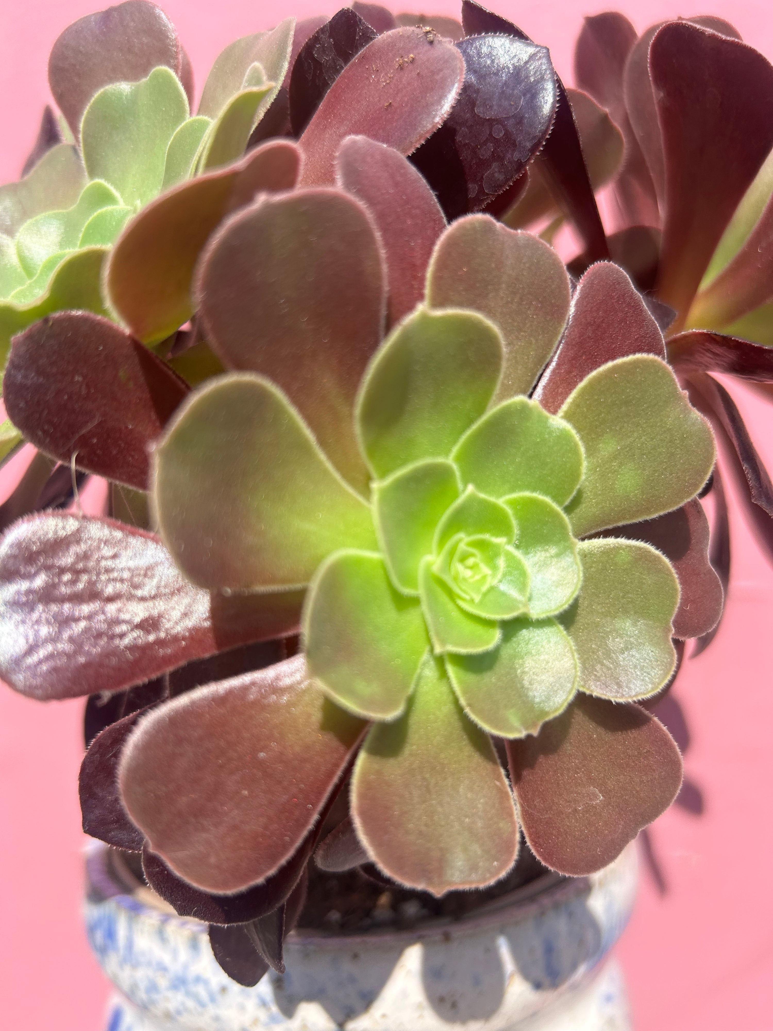Aeonium arboreum