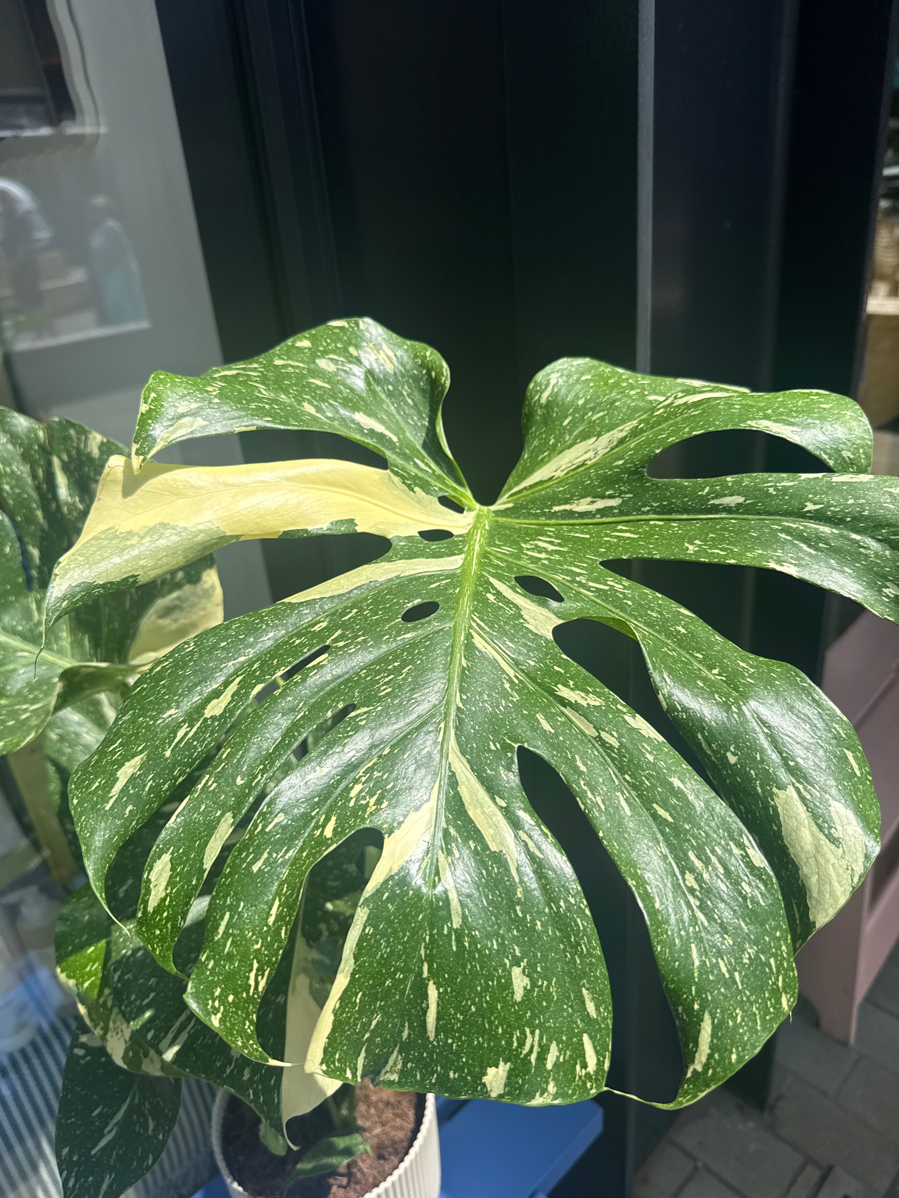 Monstera Thai Consultaion