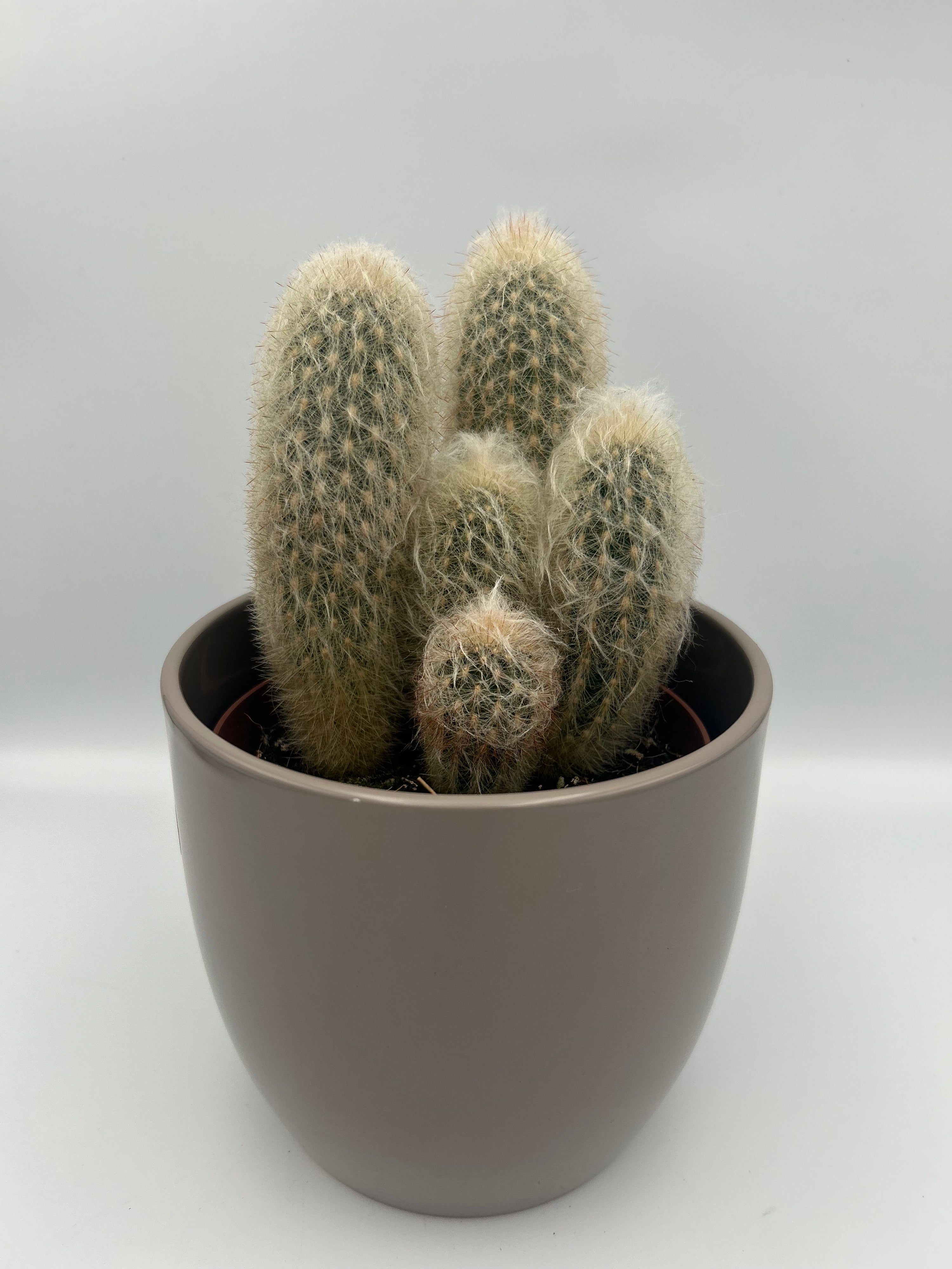 Espostoa Lanata