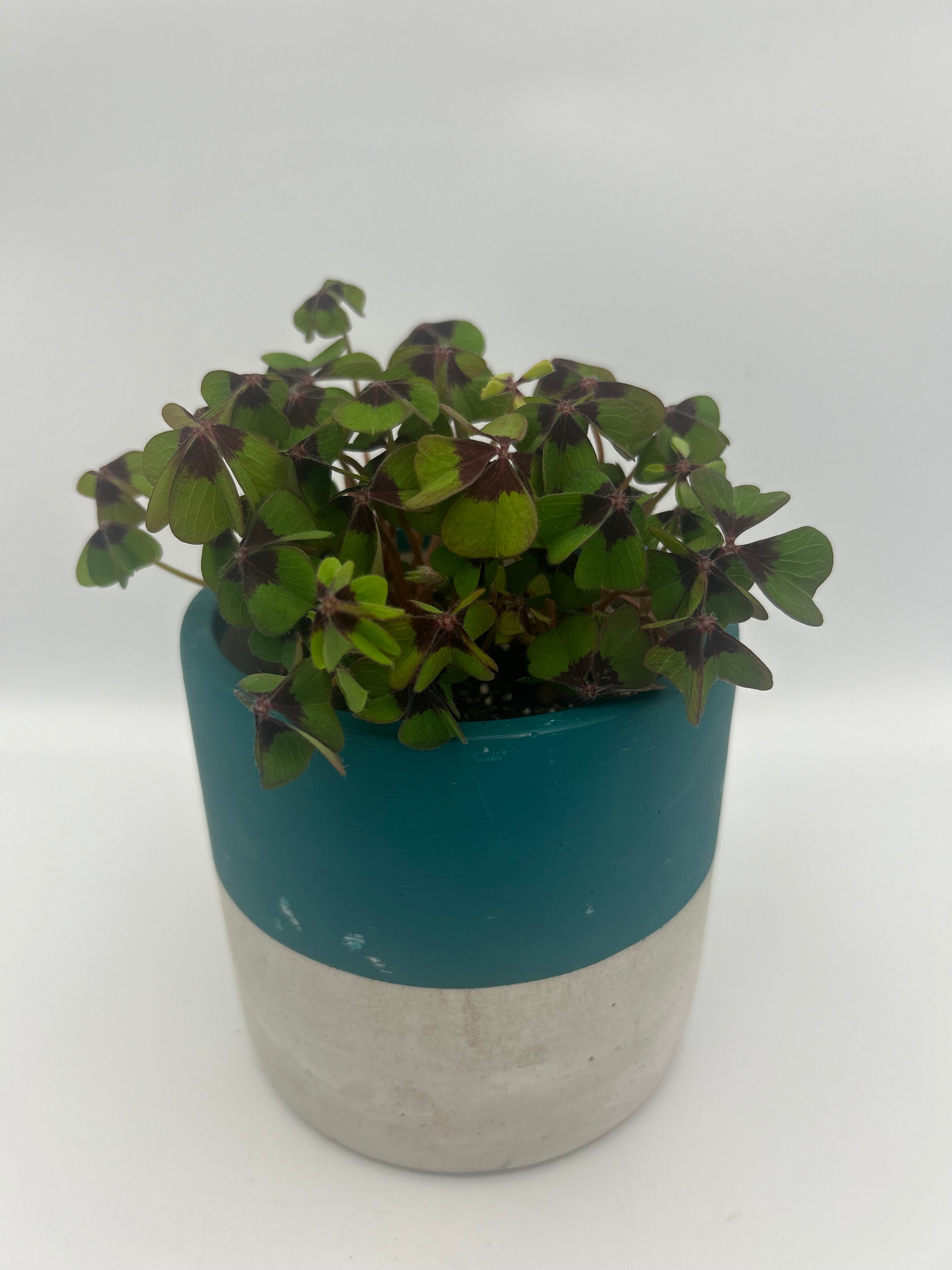 Oxalis Deppei