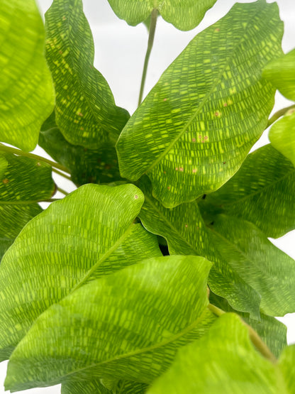 Calathea Network