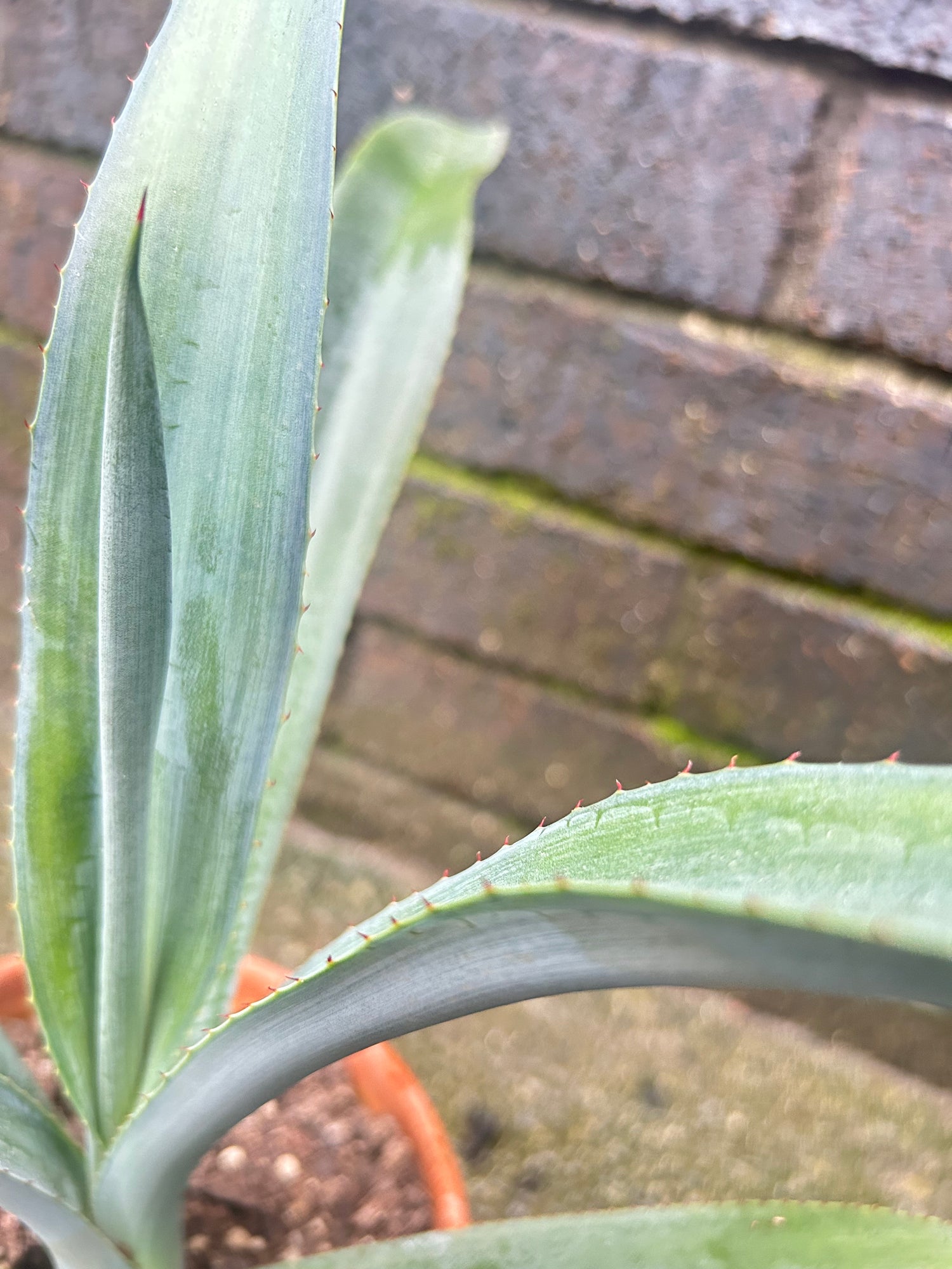Agave Tequilana