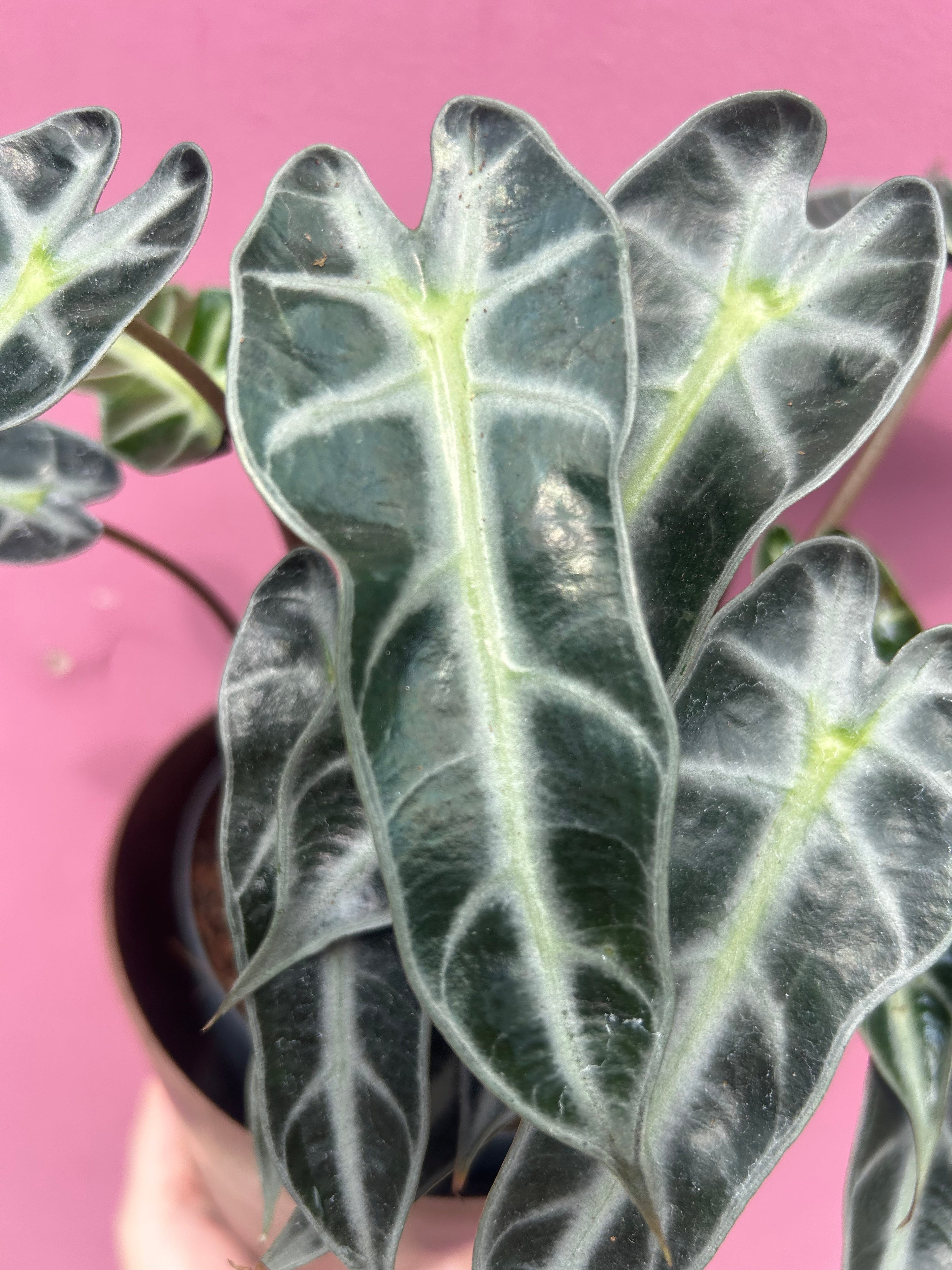 Alocasia bambino Arrow