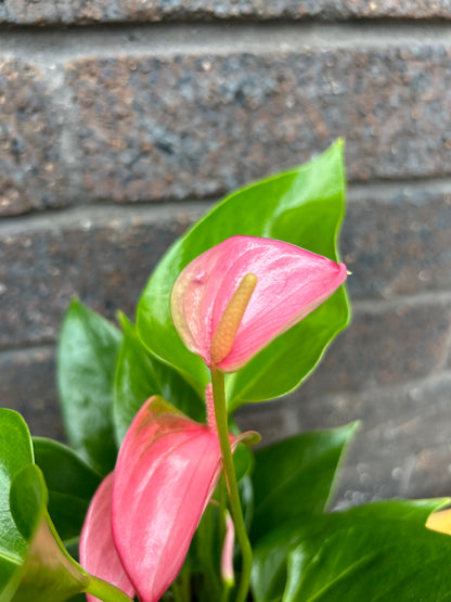 Anthurium Karma Pink