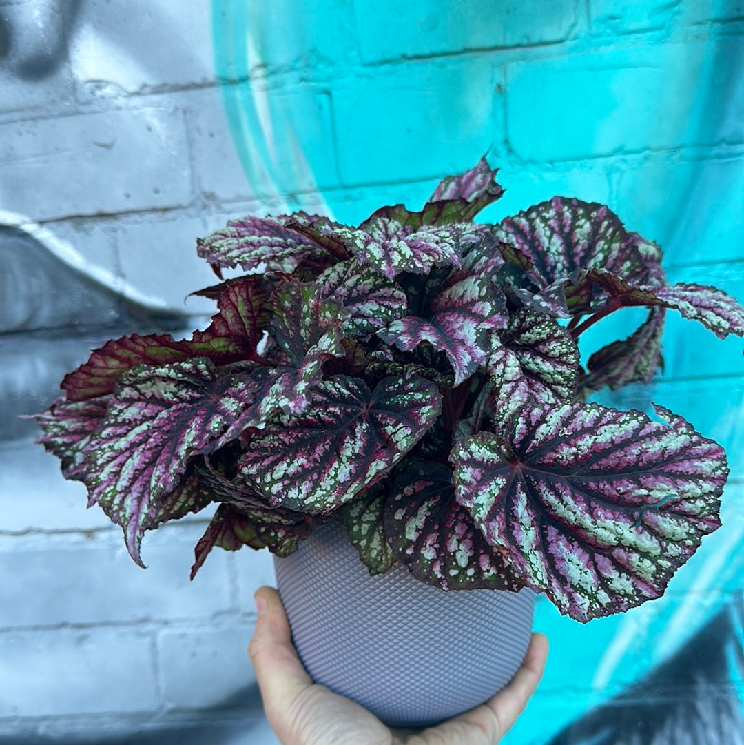 Begonia Rex Rainbow Falls