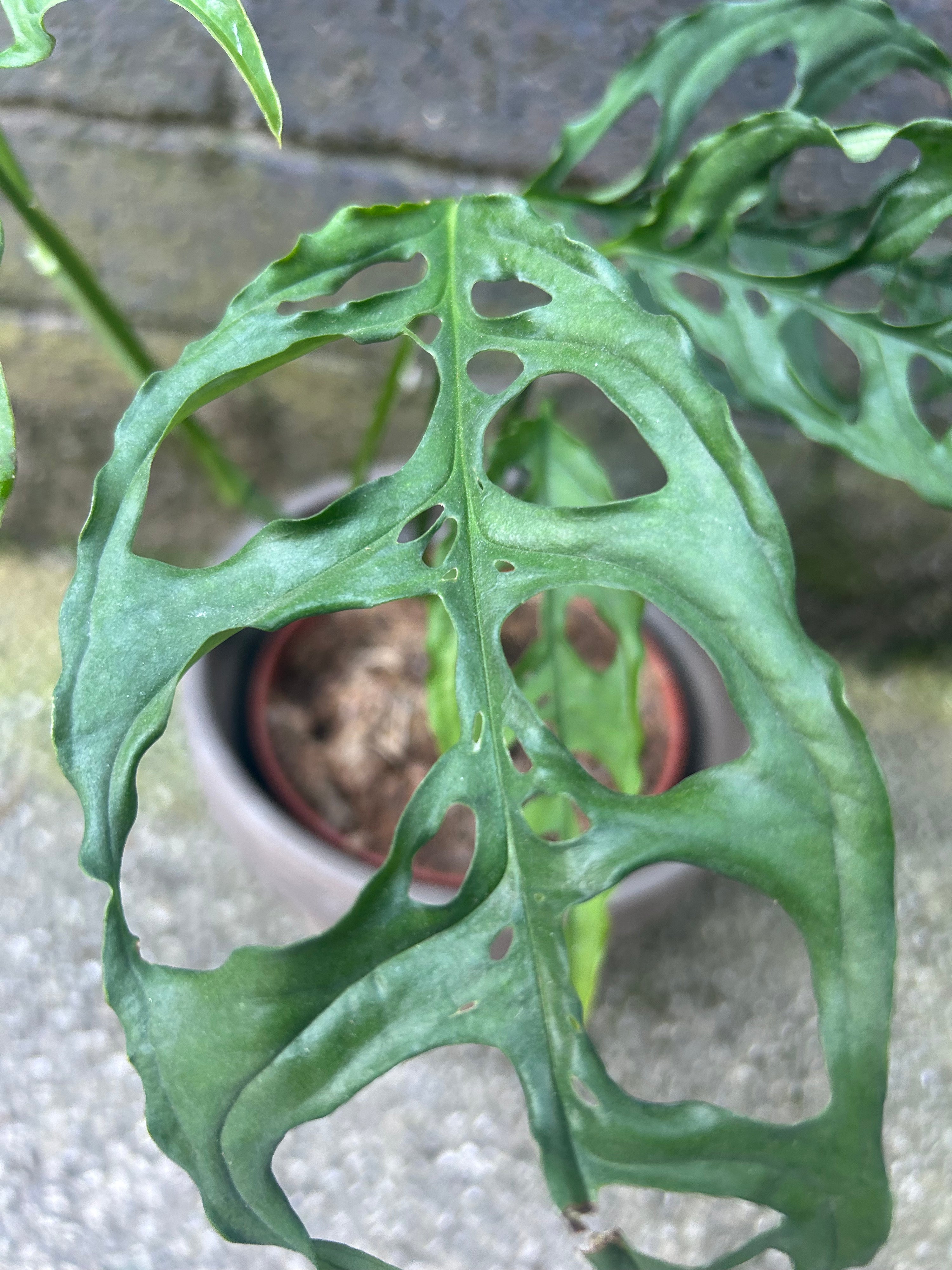 Monstera Obliqua Peru