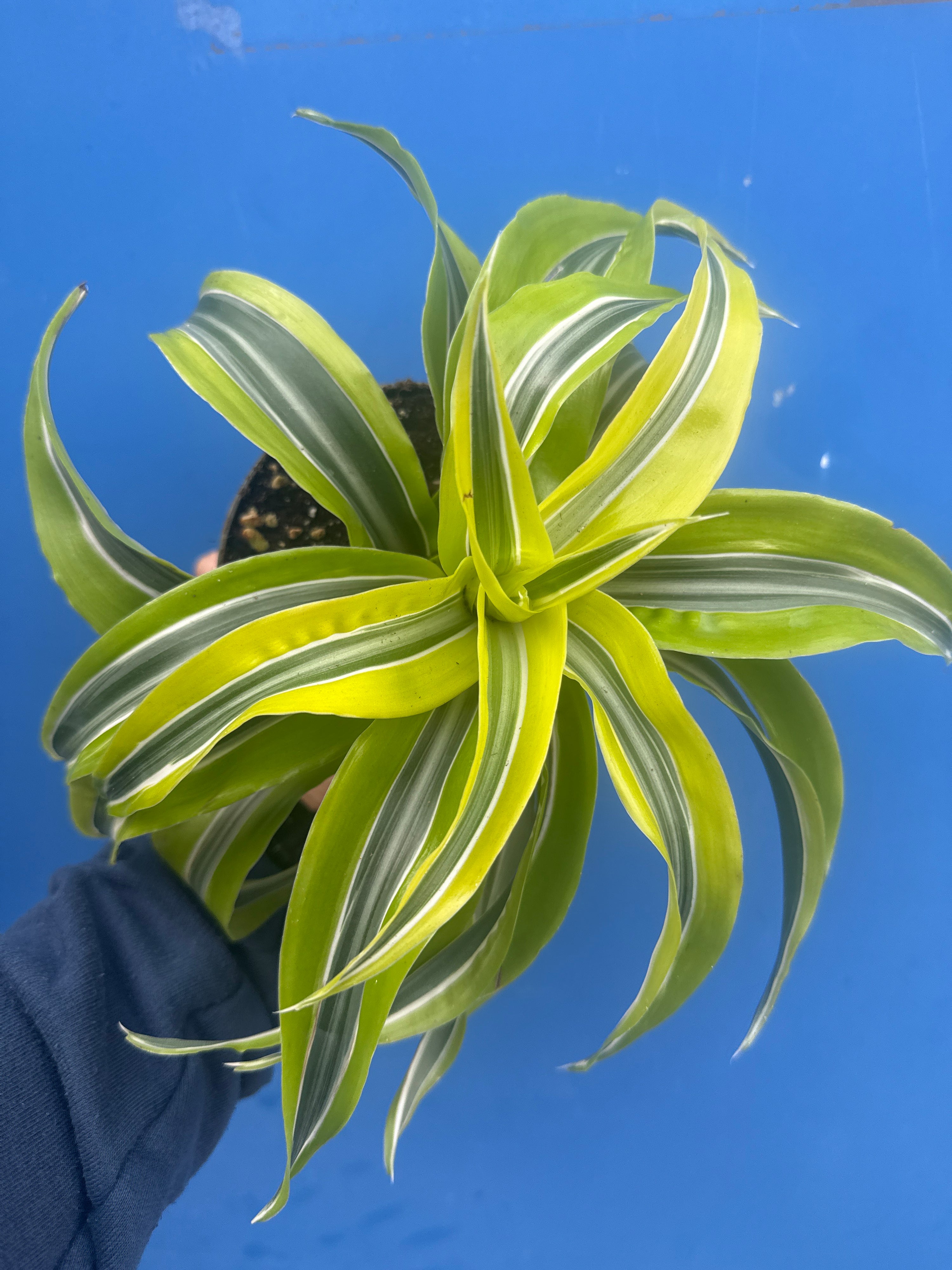 Dracaena Lemon Surprise