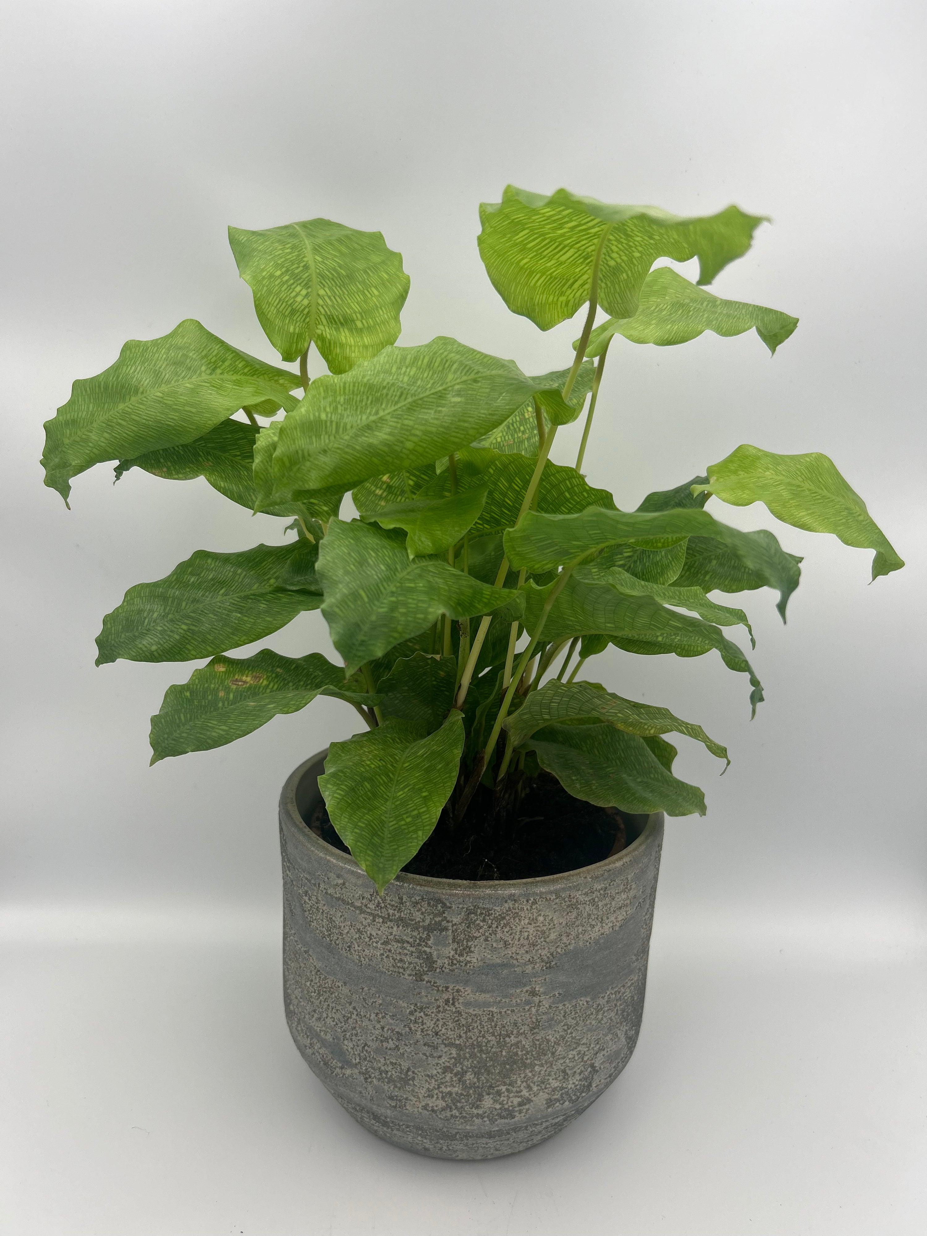 Calathea Network