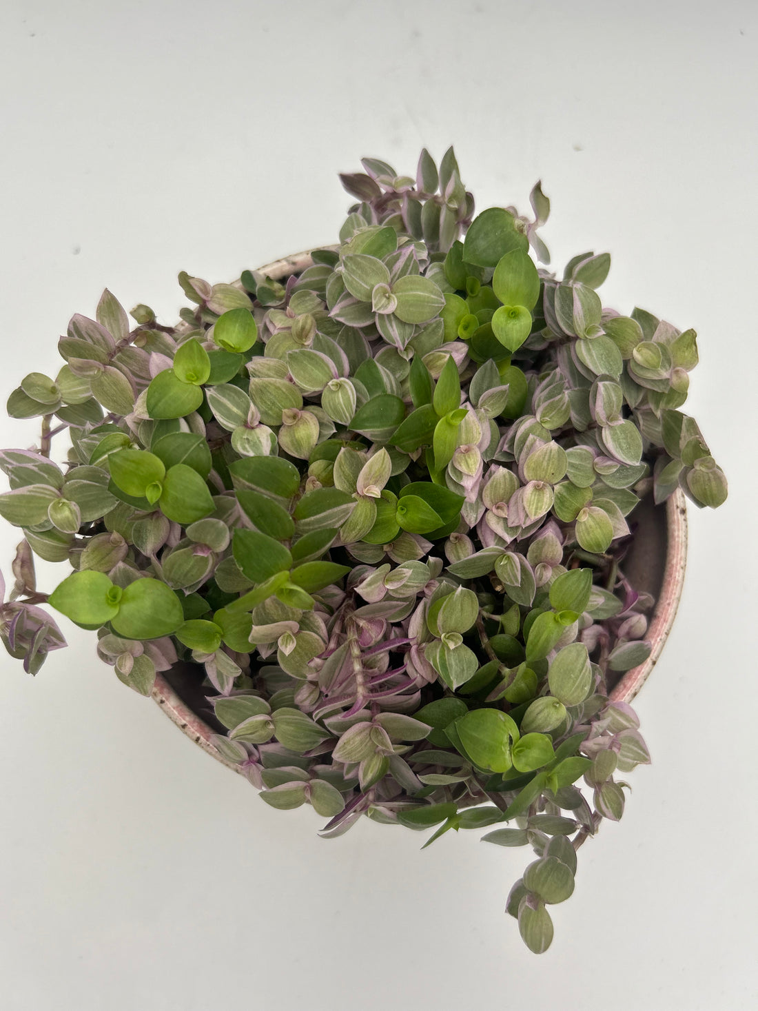 Callisia Pink Lady