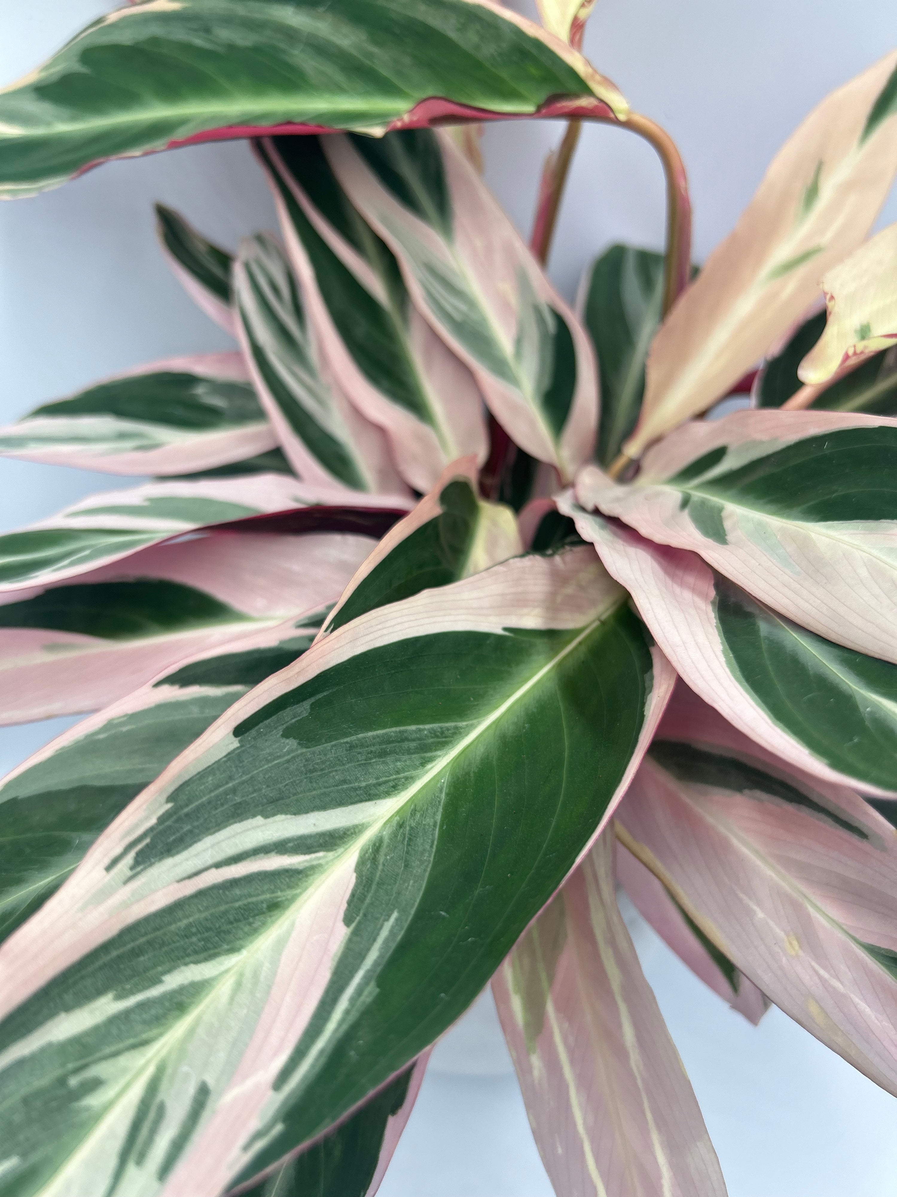 Stromanthe Triostar