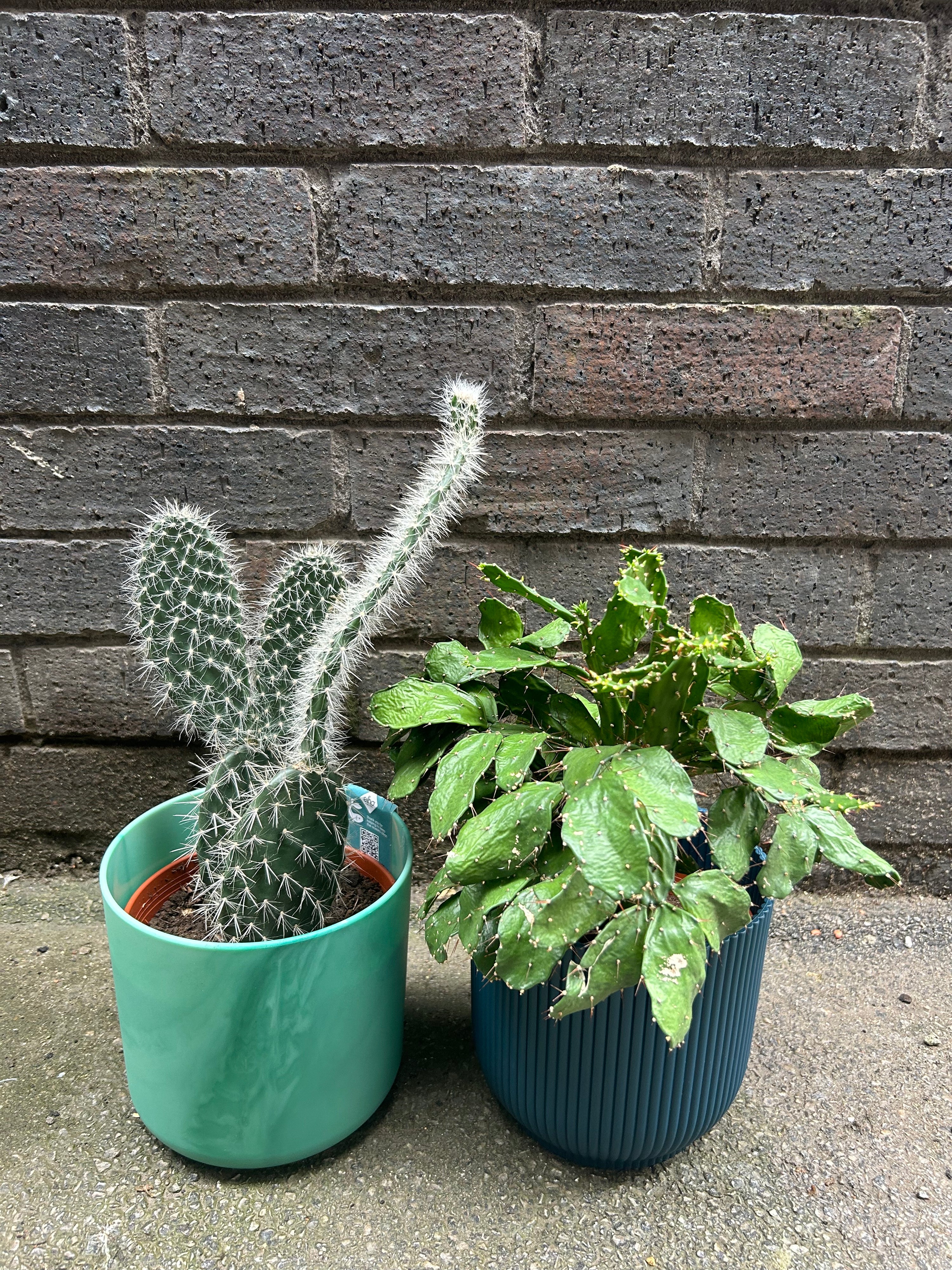 Opuntia Cochenillife