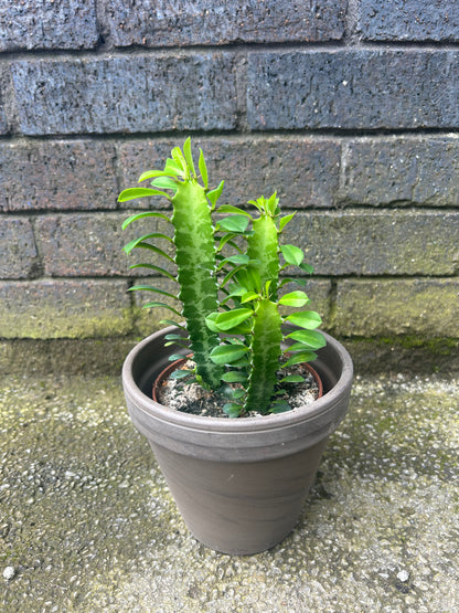 Euphorbia trigona