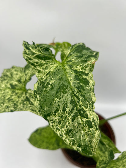 Syngonium Mottled