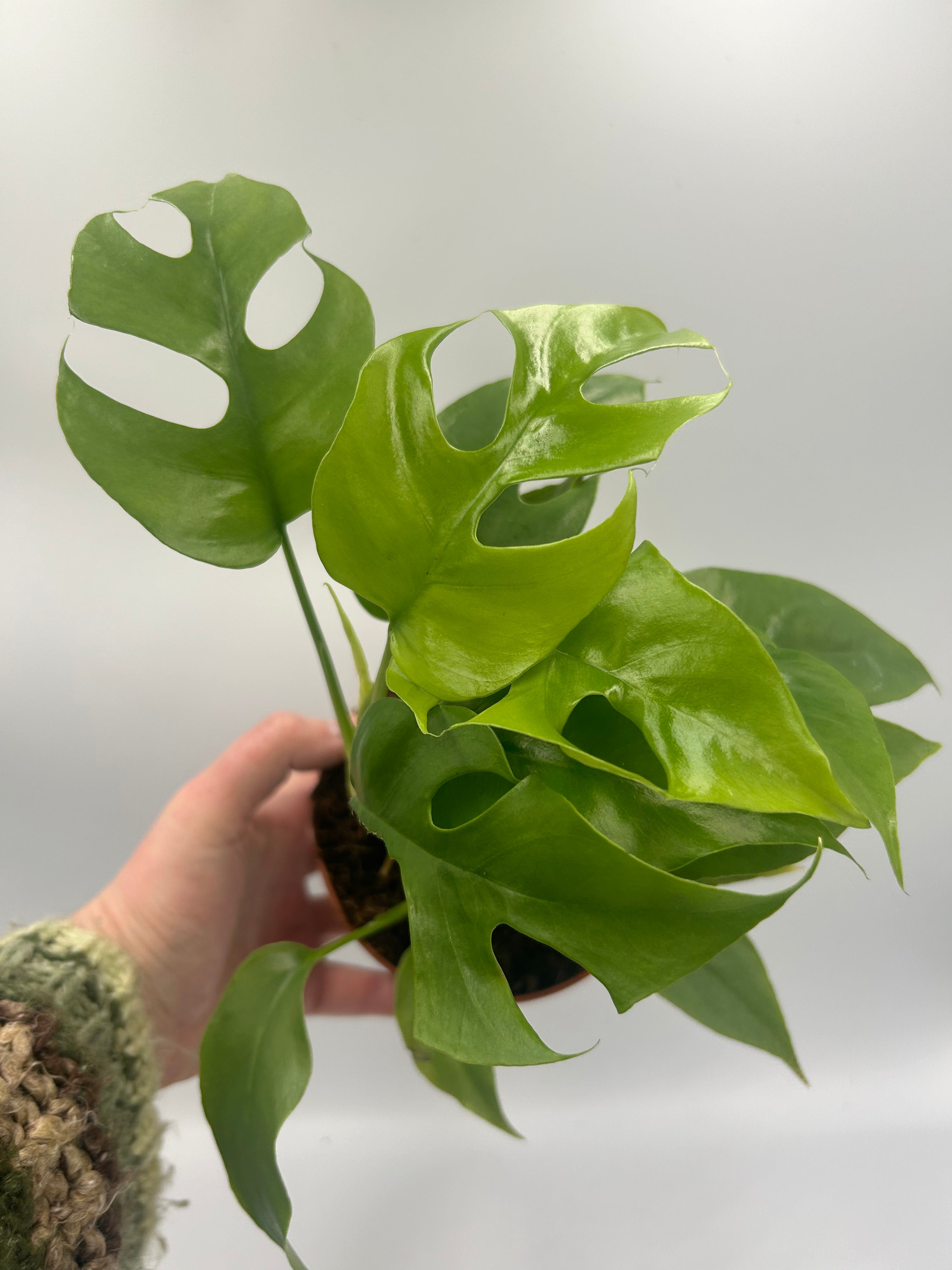 Monstera Minima
