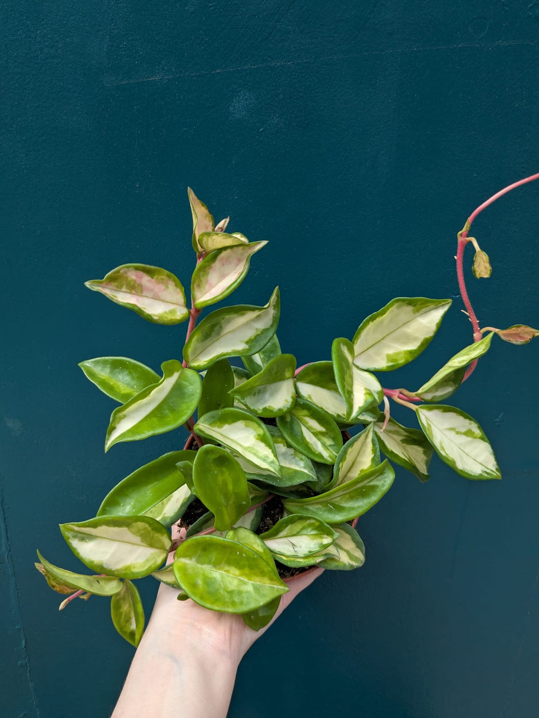 Hoya Carnosa Tricolour