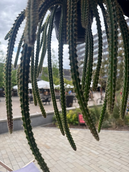 aporocactus mallisonii Rat Tail Cactus