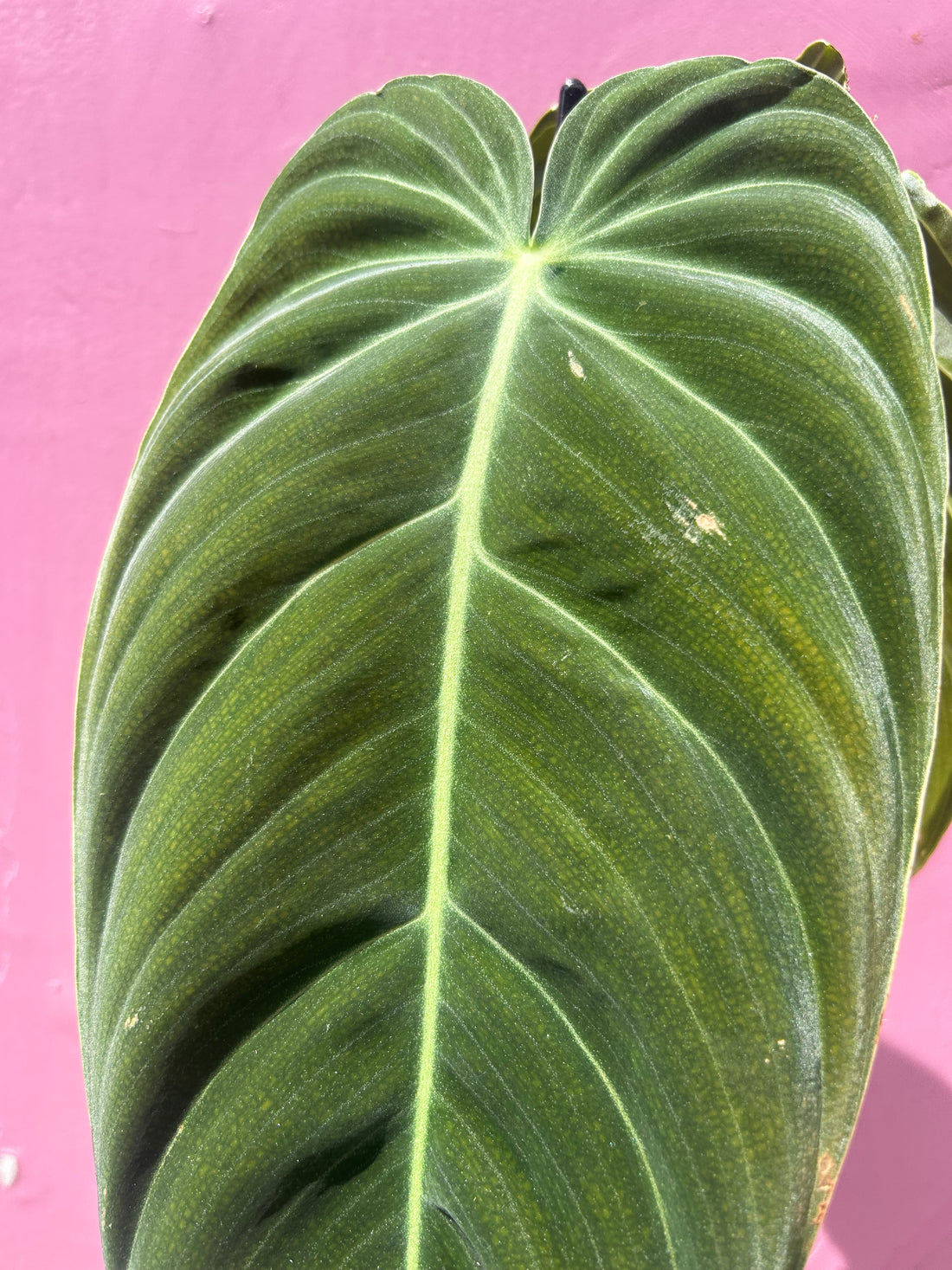 Philodendron Melanochrysum