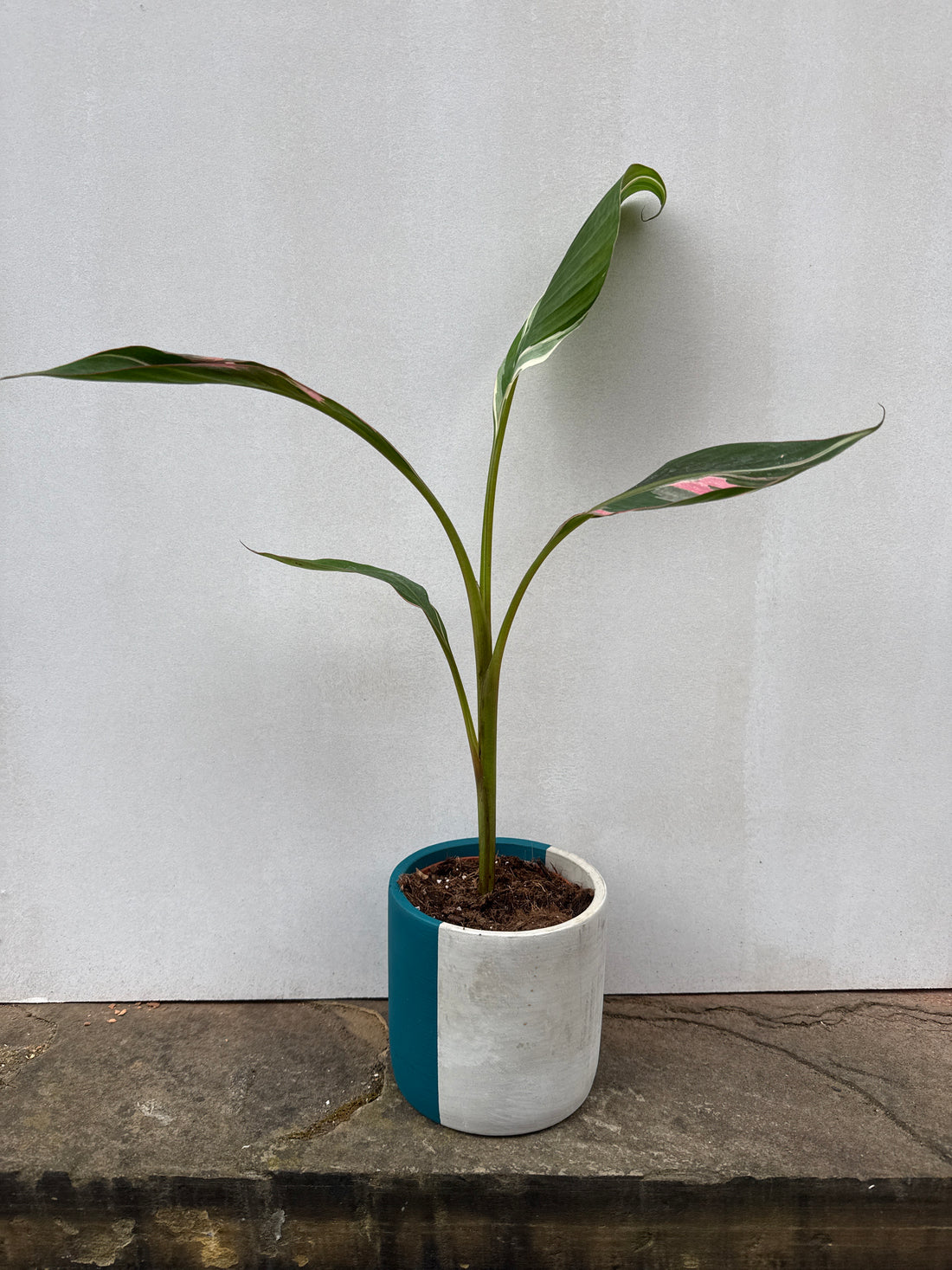 Musa Nono