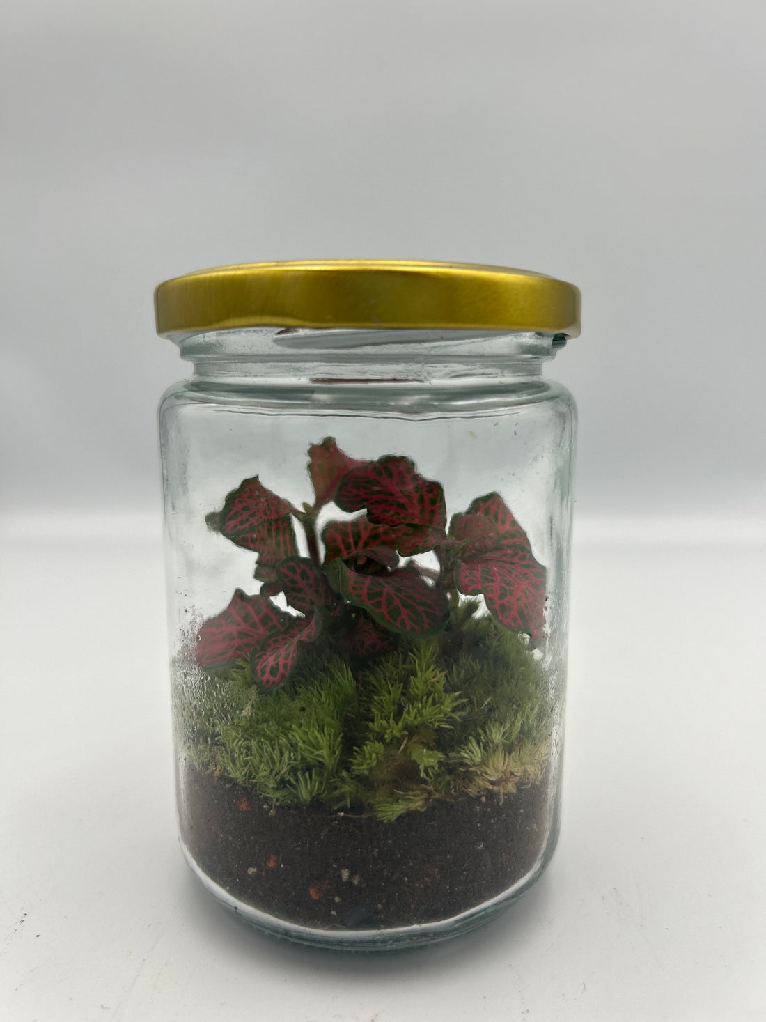 Jam-jar Terrarium