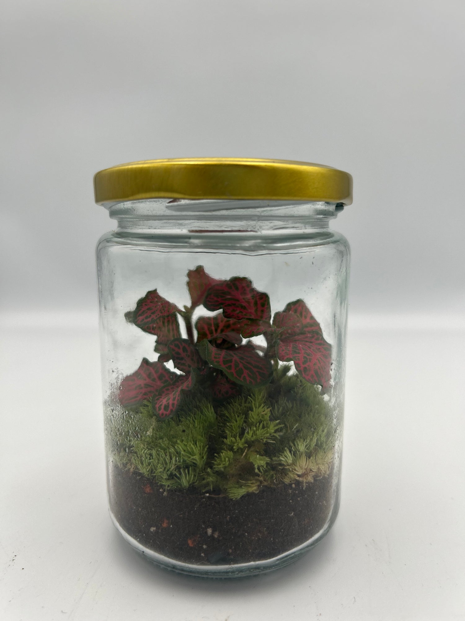Jam-jar Terrarium