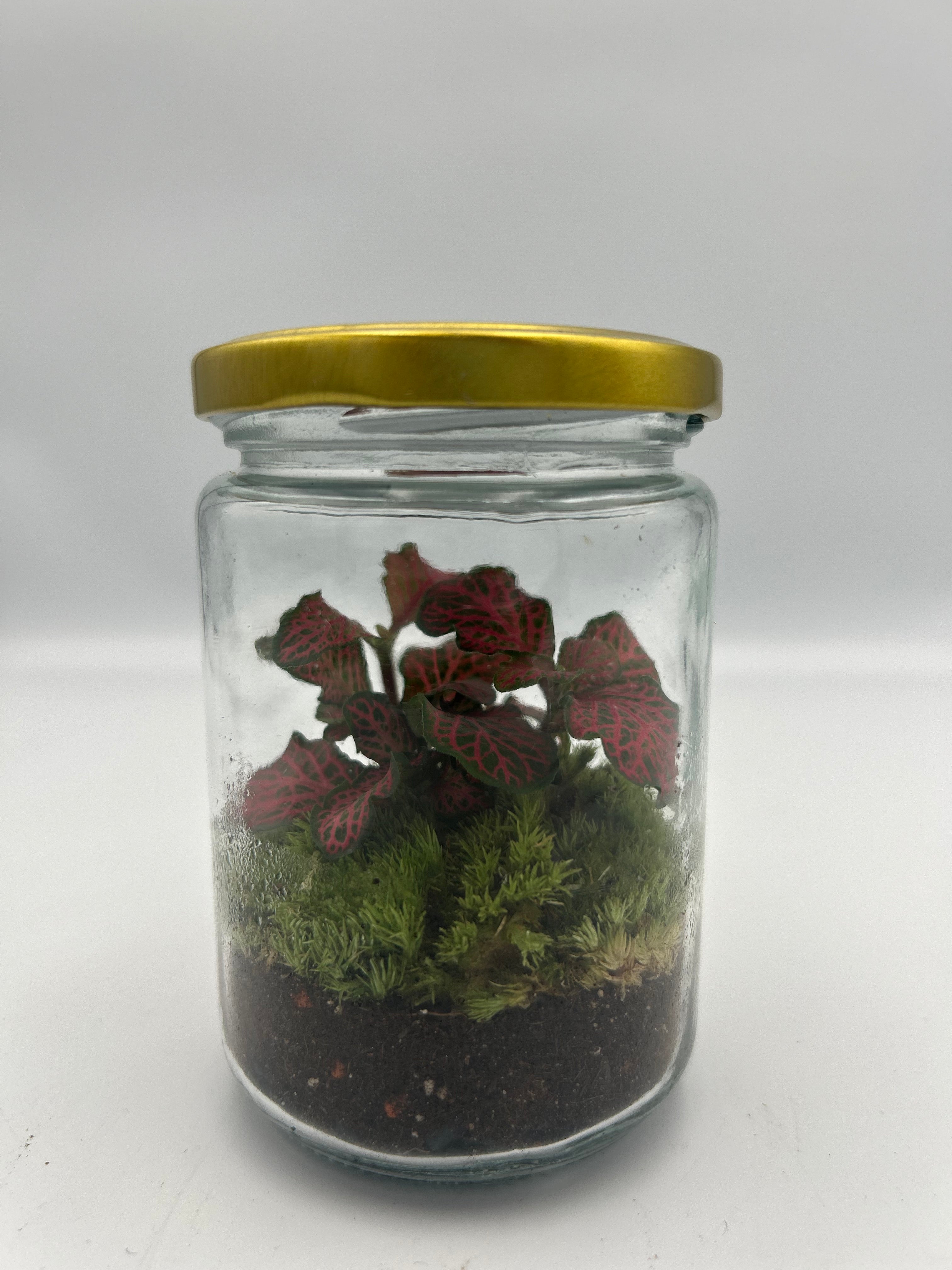 Jam-jar Terrarium