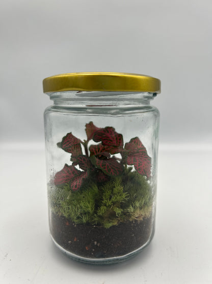 Jam-jar Terrarium
