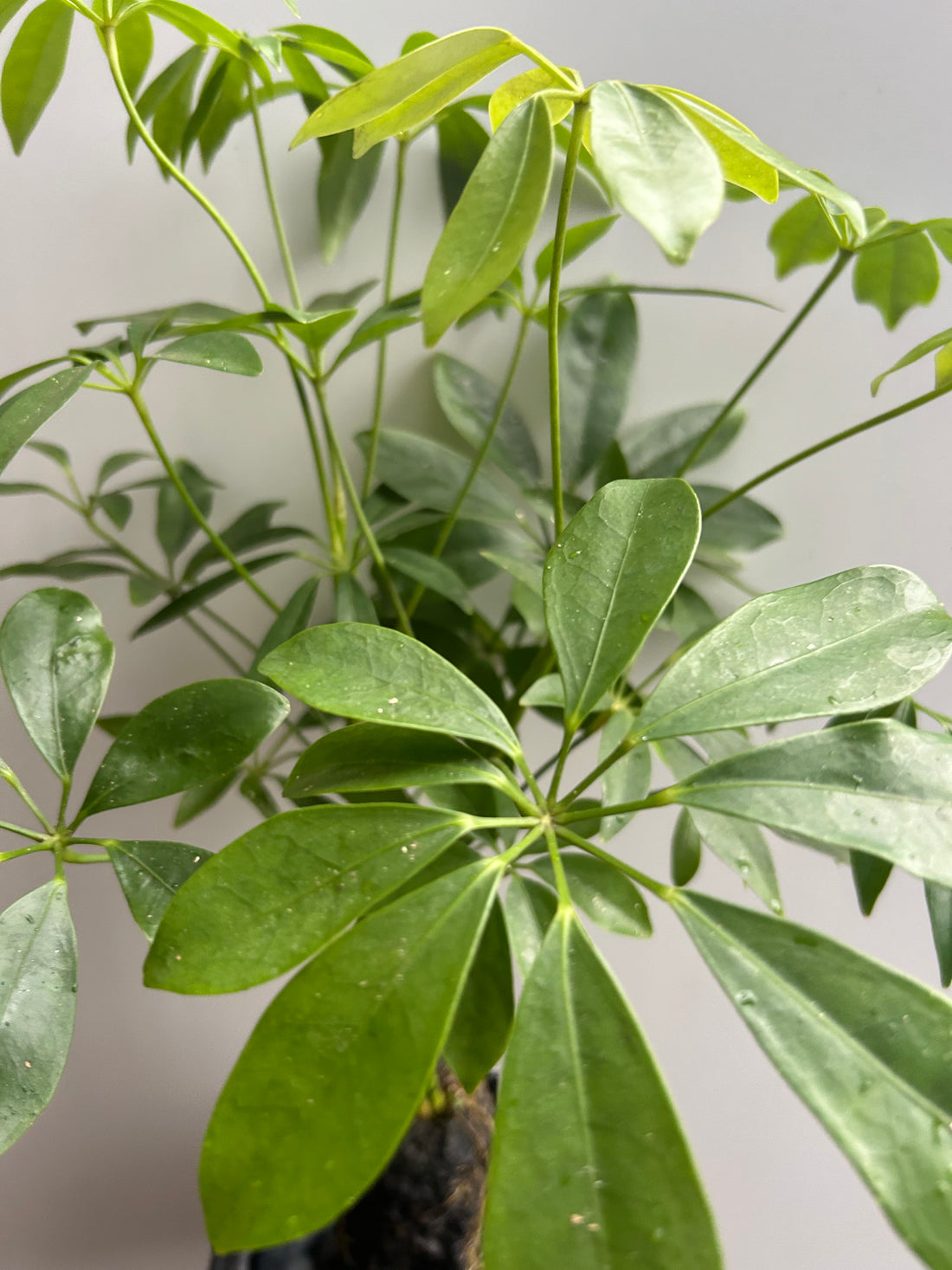 Schefflera on Lava Rock